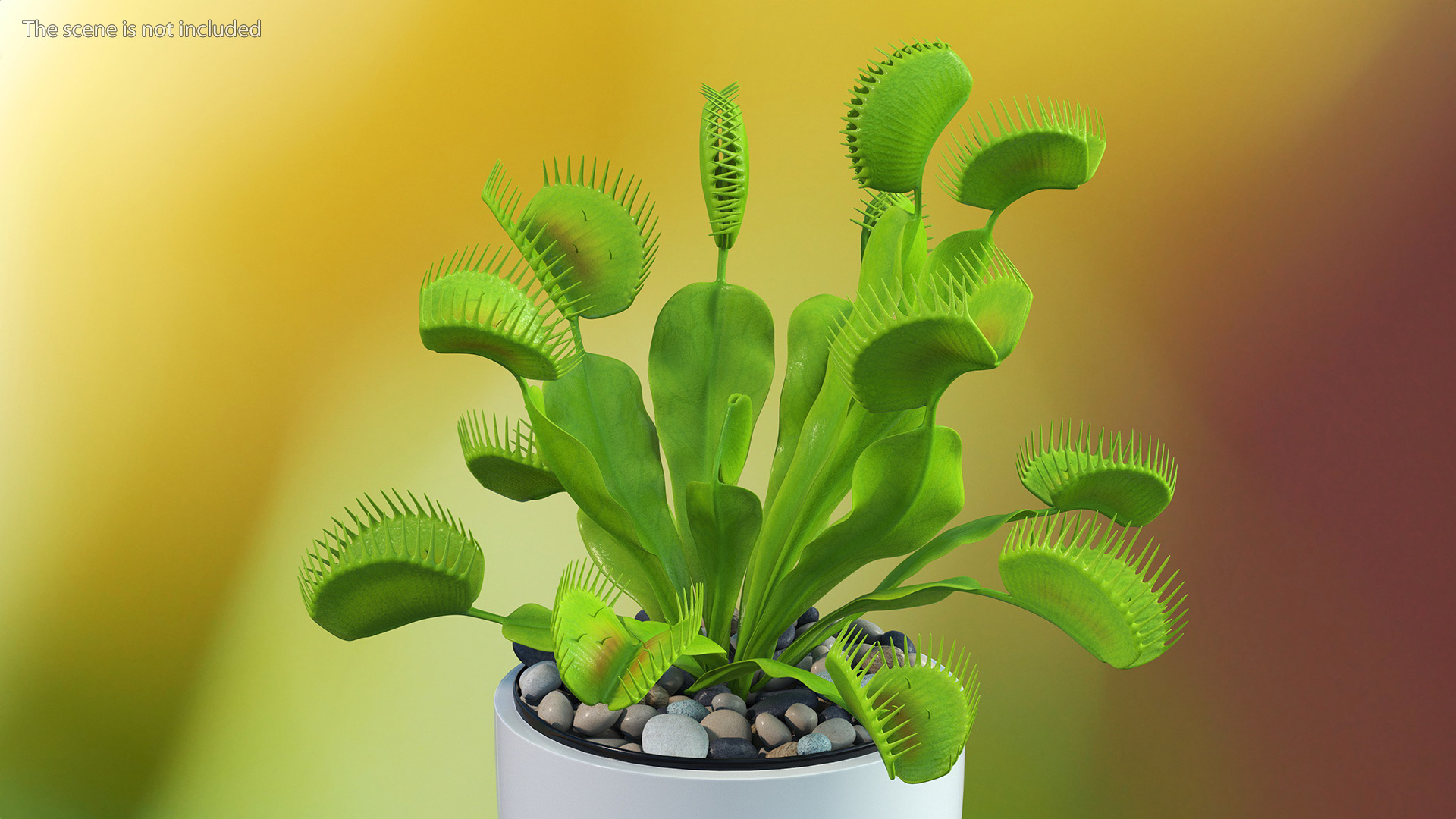 3D Dionaea Muscipula Green model