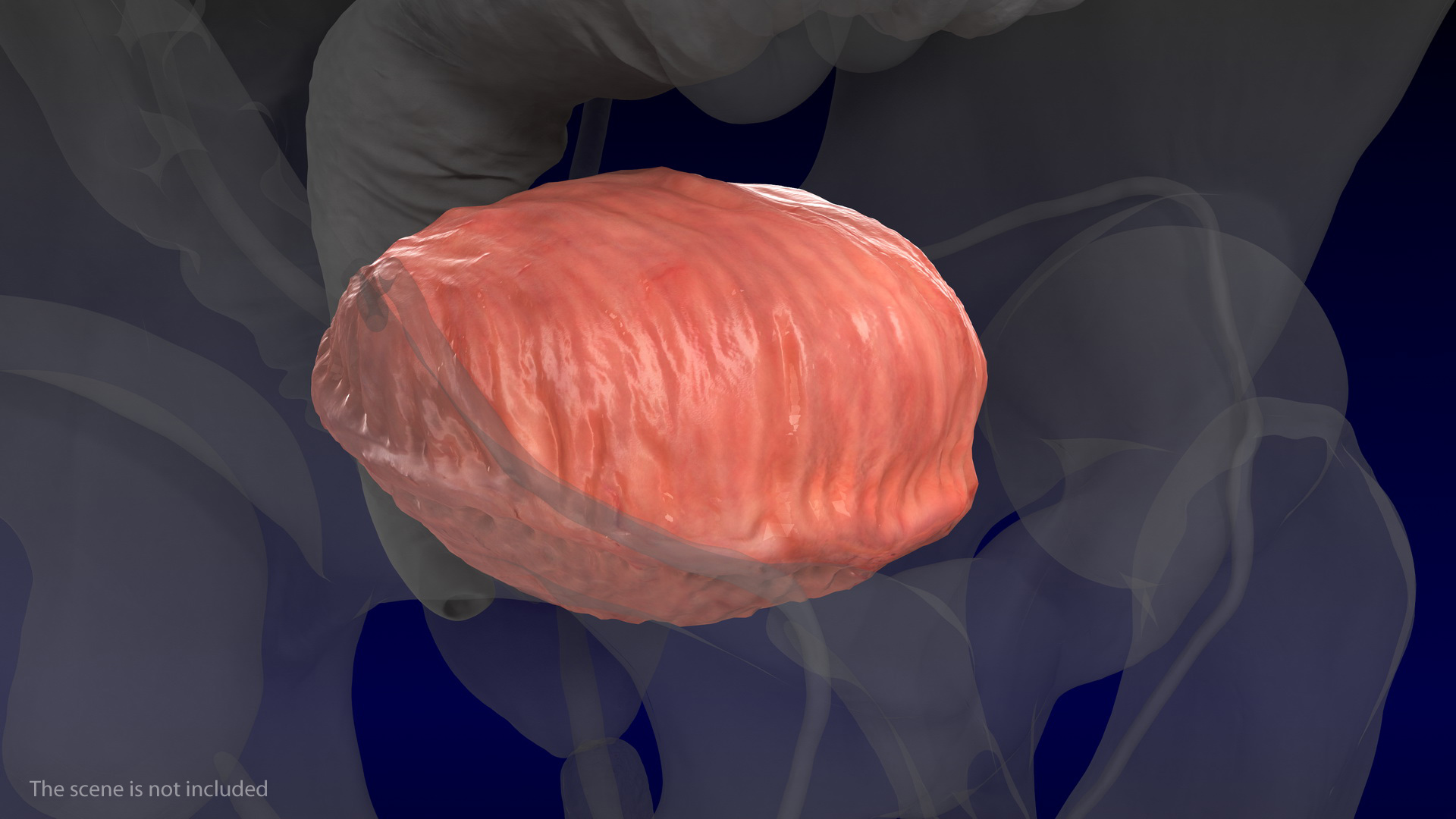 3D Human Bladder model