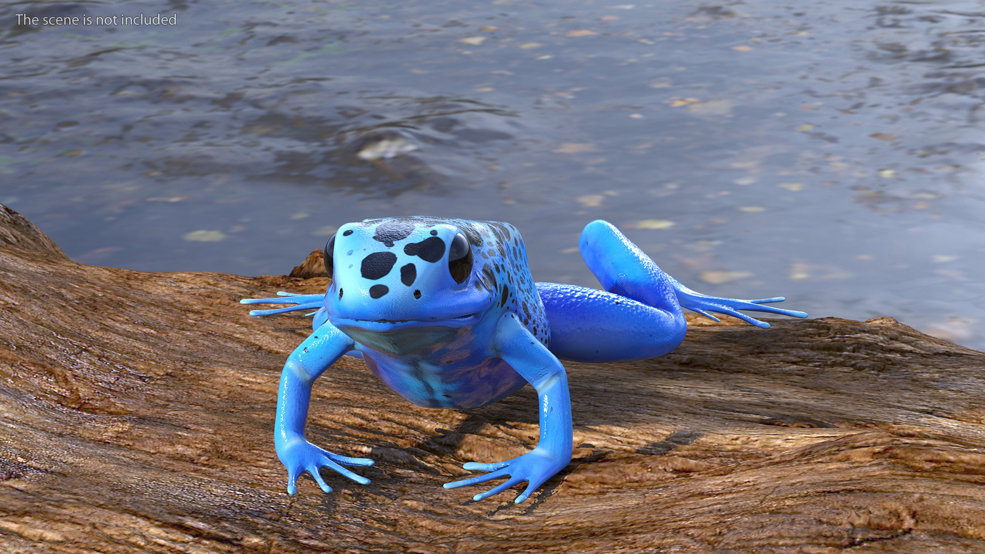 3D model Poison Dart Frog Blue Crawling Pose