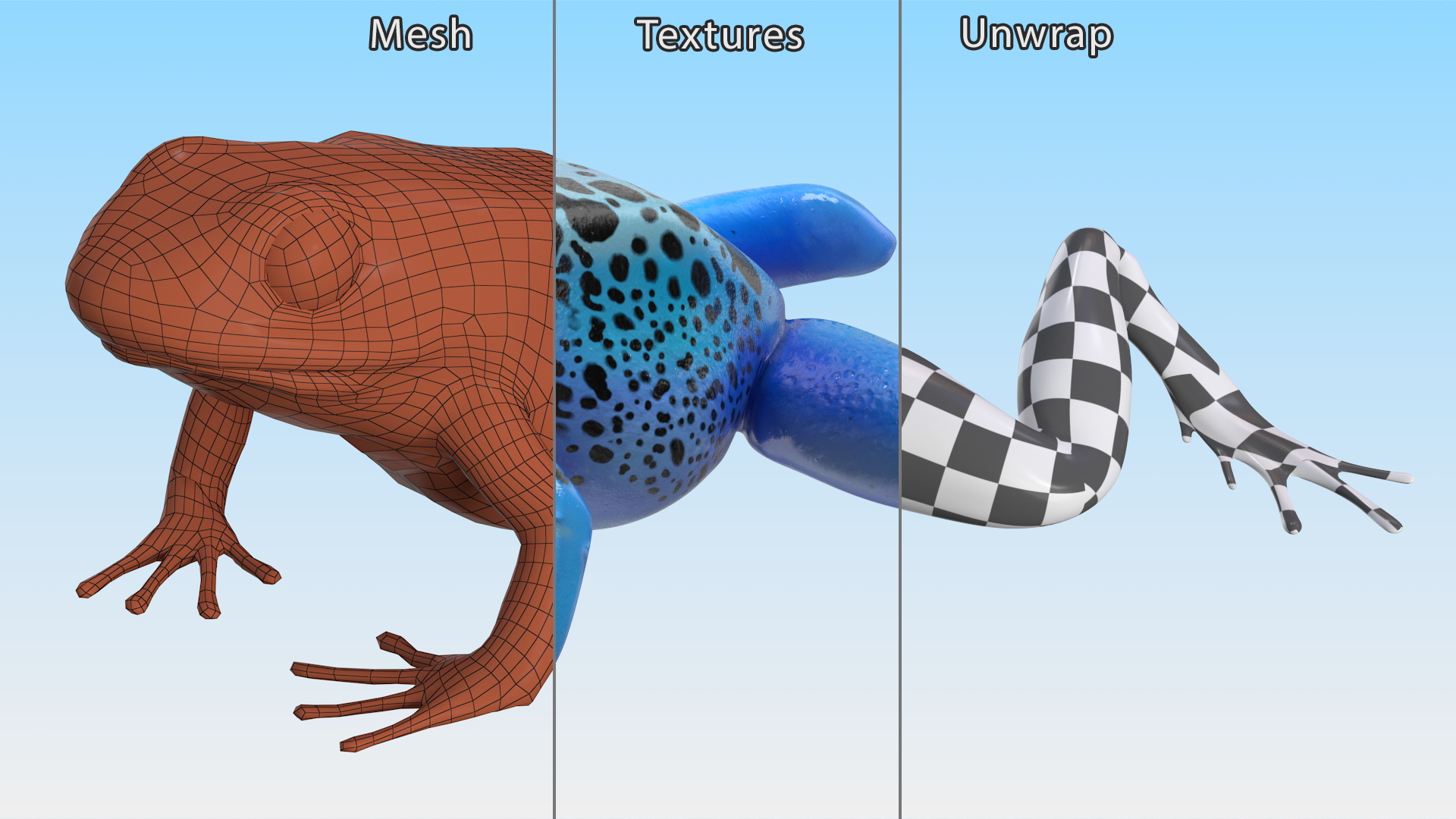 3D model Poison Dart Frog Blue Crawling Pose