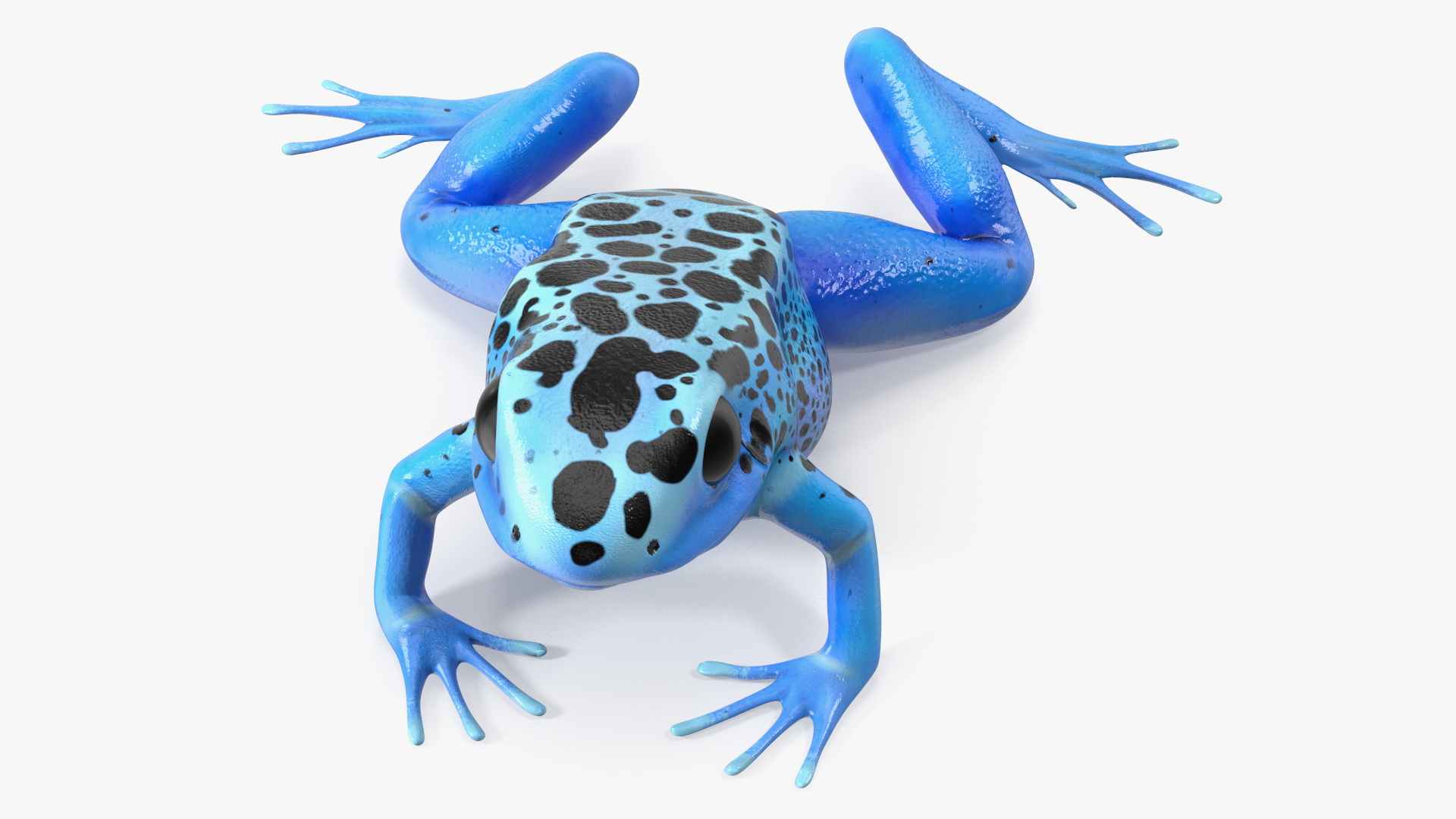 3D model Poison Dart Frog Blue Crawling Pose