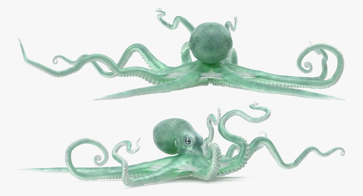 3D Large Blue Octopus model