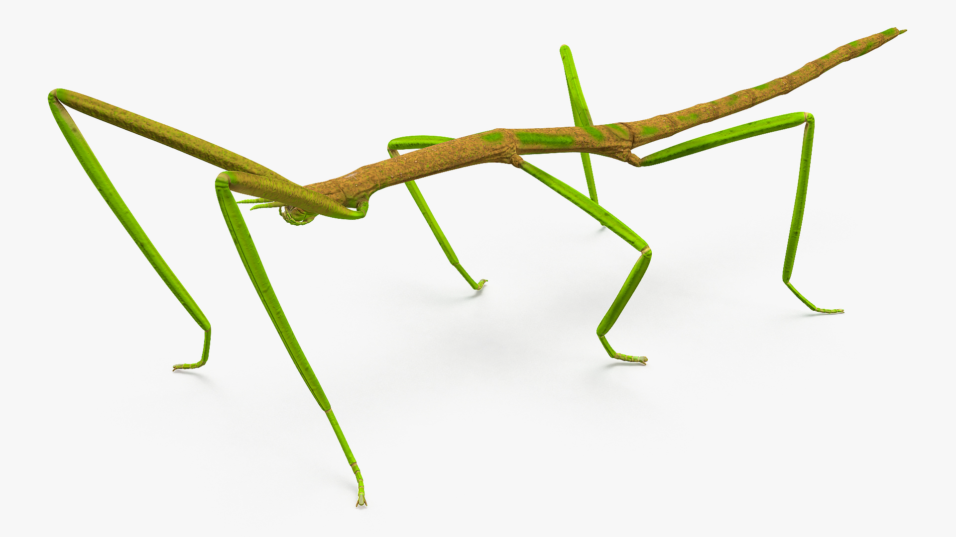 Phasmatodea Stick Insect 3D model