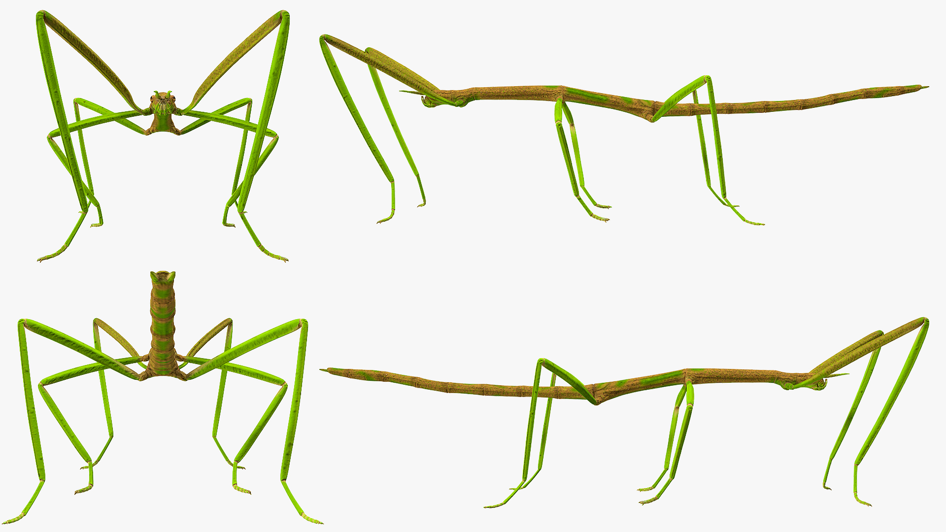 Phasmatodea Stick Insect 3D model