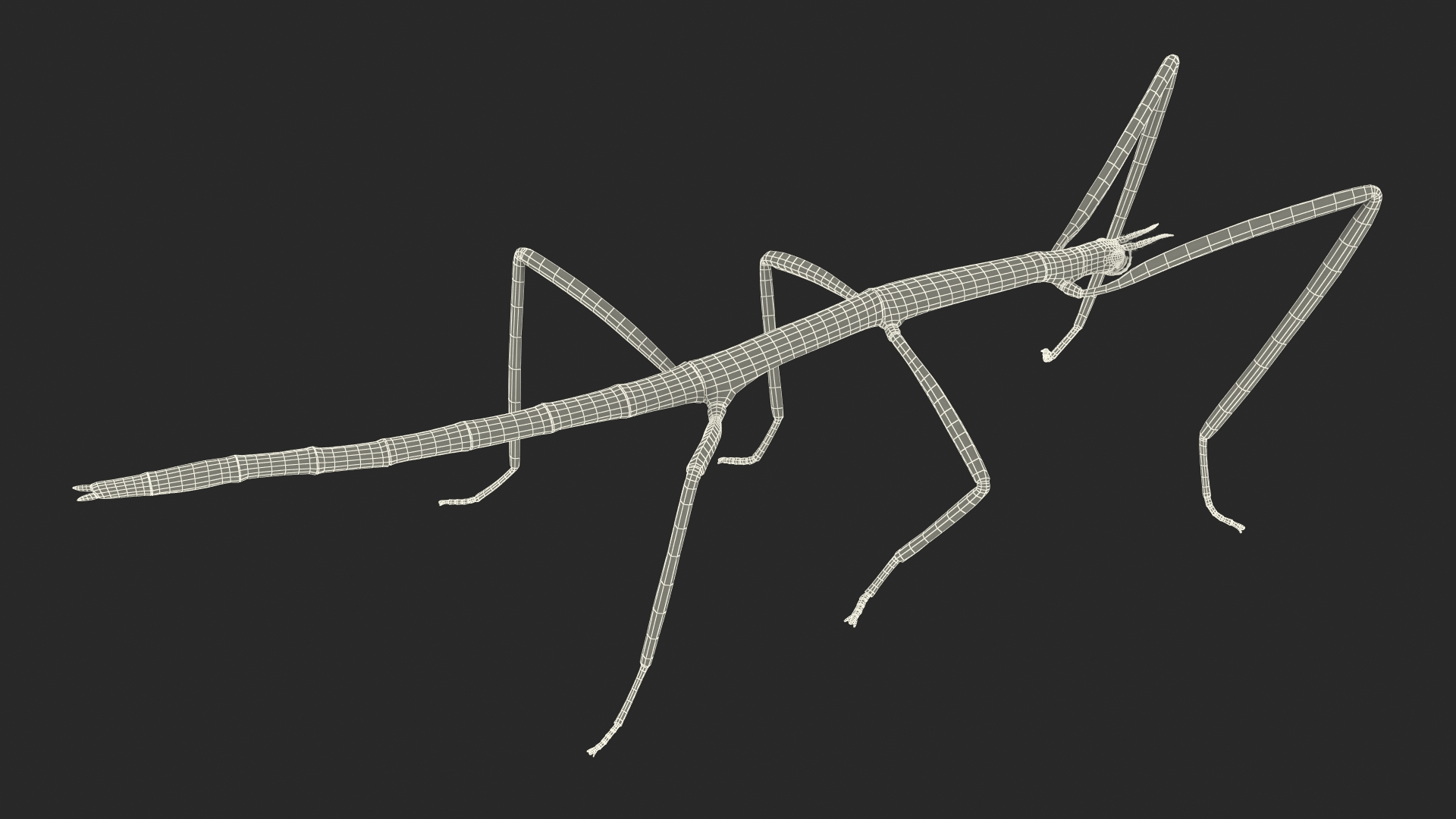 Phasmatodea Stick Insect 3D model