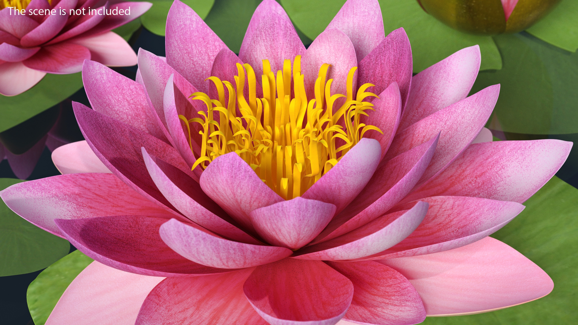 Blooming Nymphaea Siam Purple 3D model