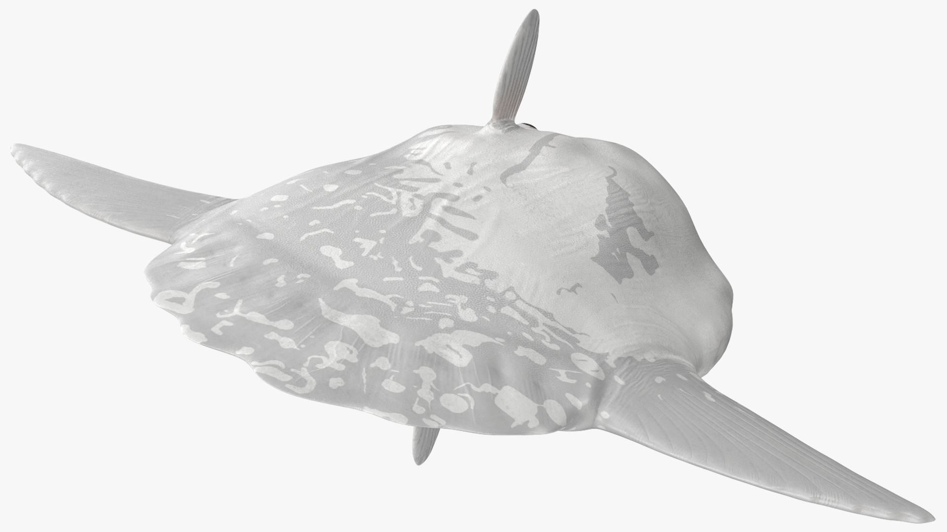 3D Mola Mola Ocean Sunfish model