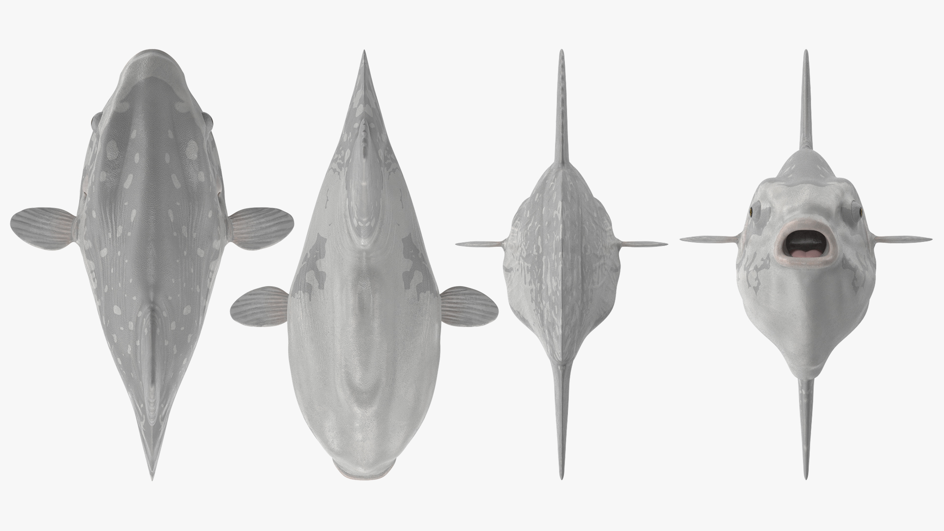 3D Mola Mola Ocean Sunfish model