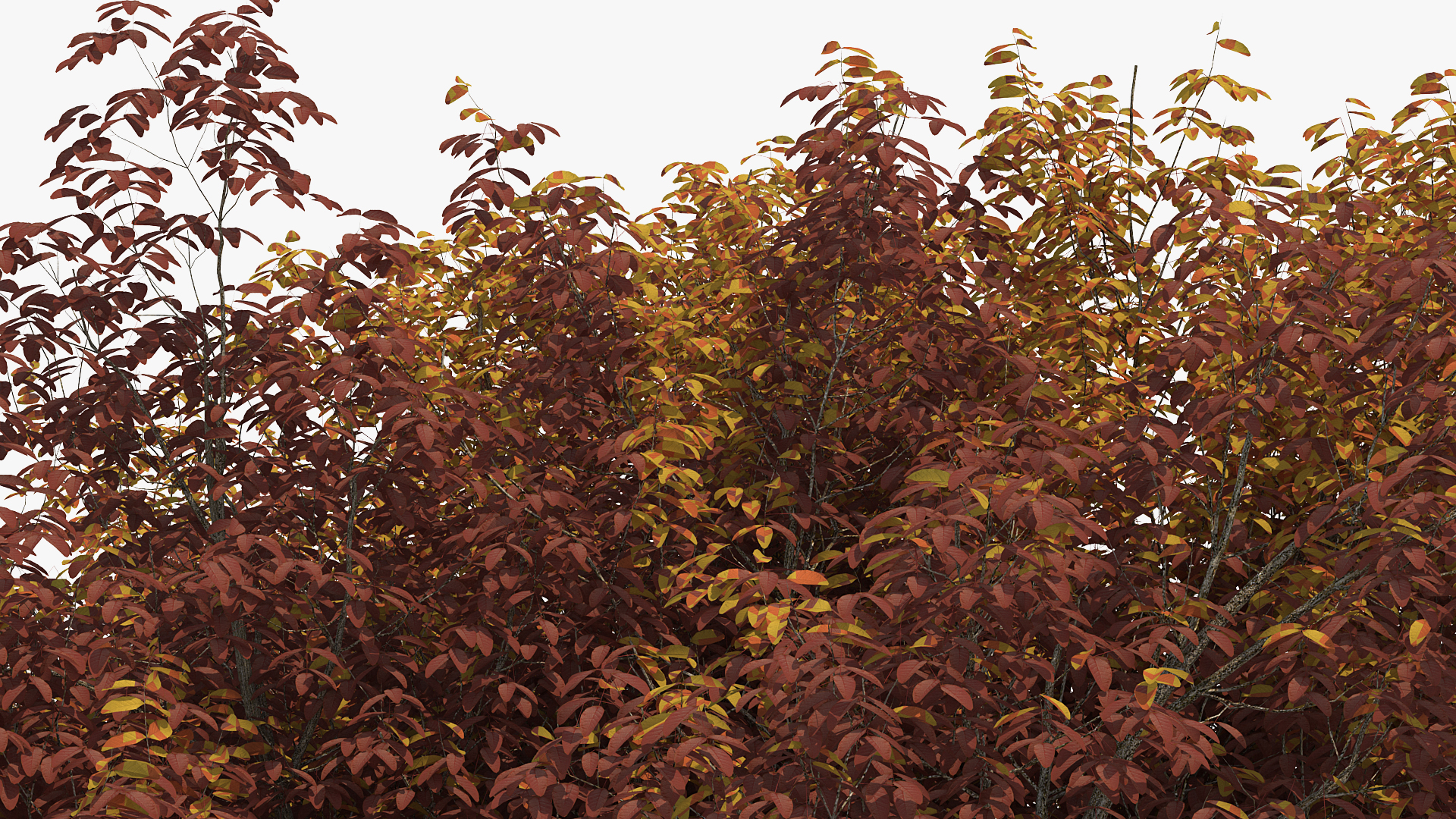 3D White Ash Tree Autumn