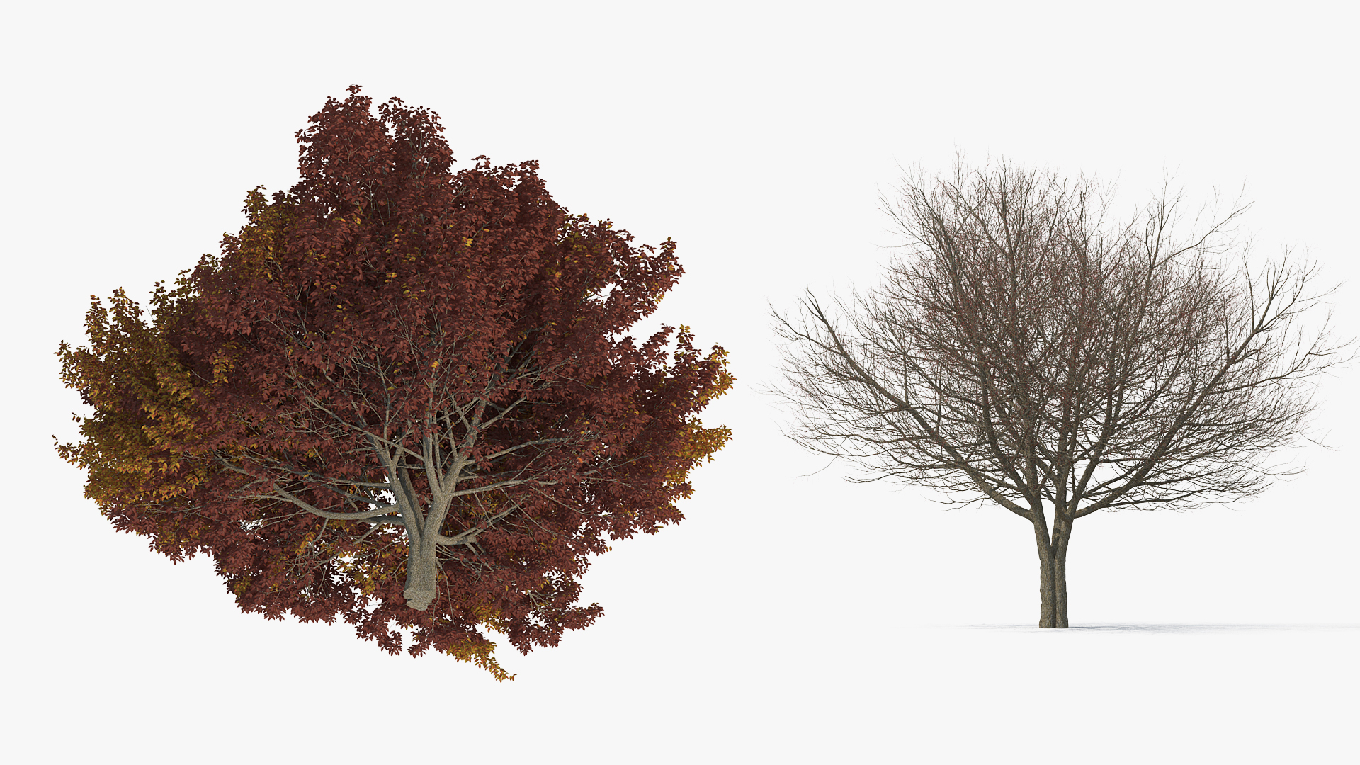 3D White Ash Tree Autumn