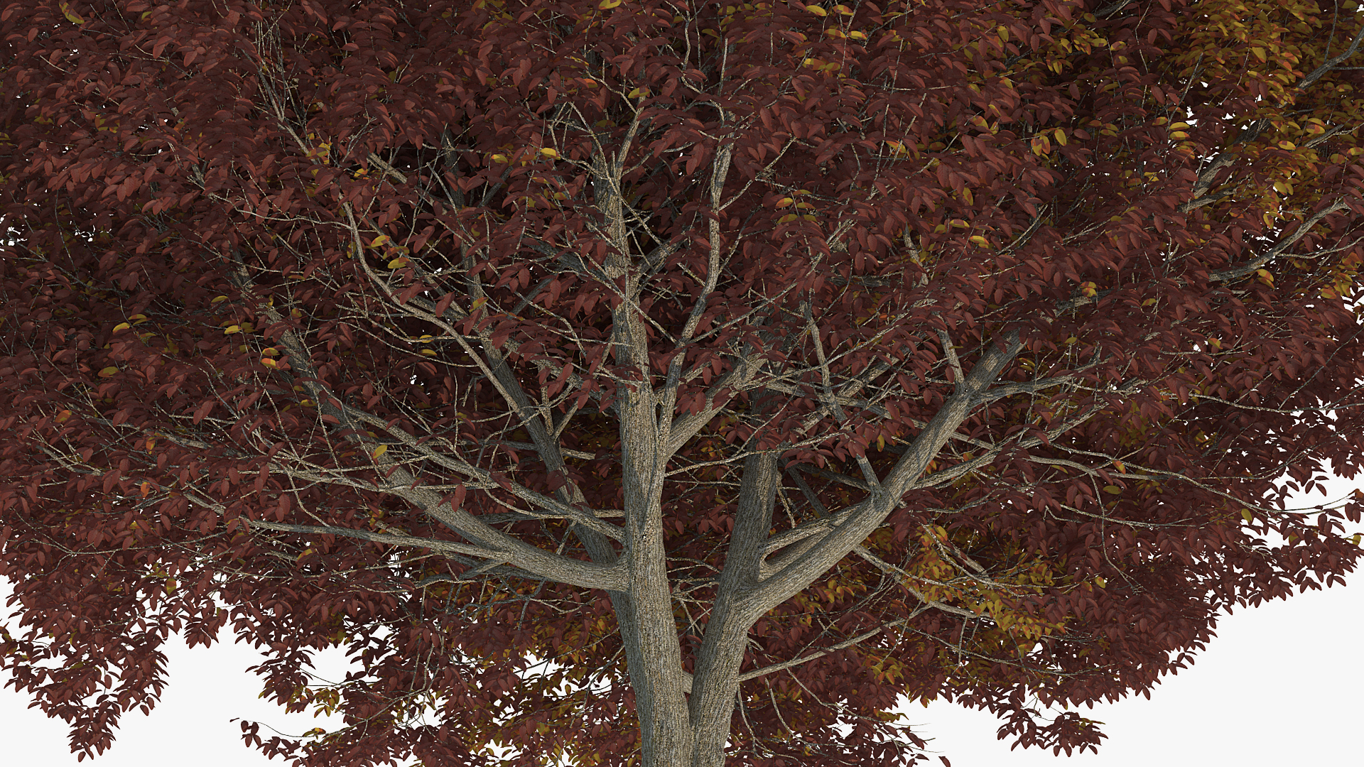 3D White Ash Tree Autumn