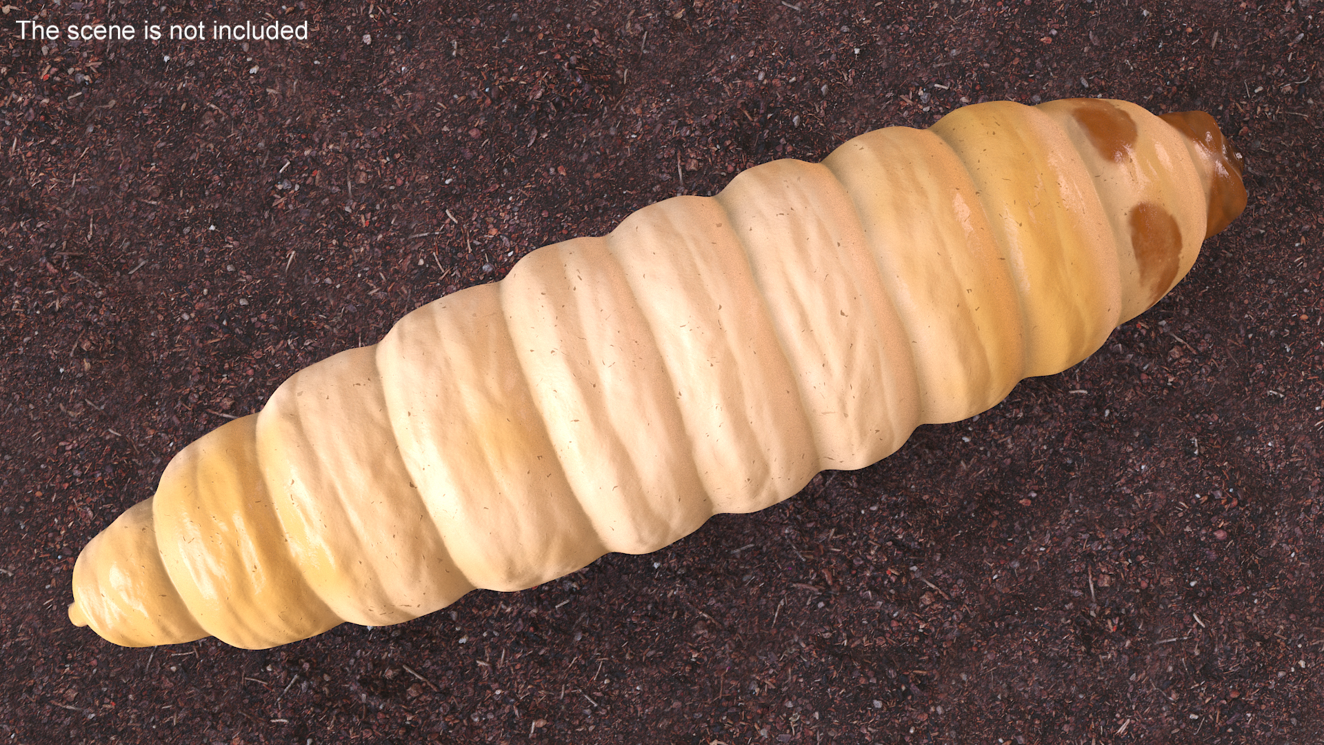 3D model Maggot Fly