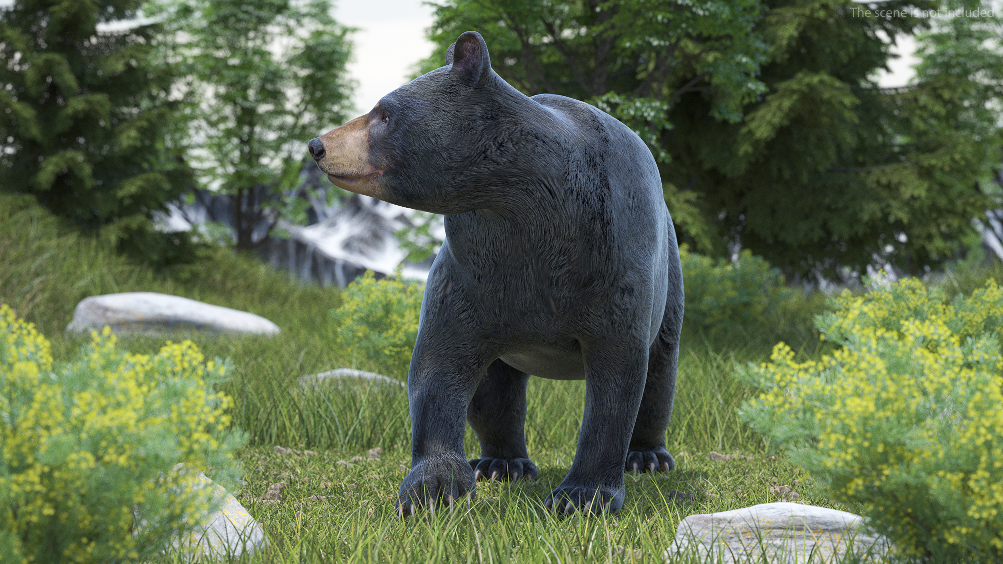 3D Black Bear in Walking Pose