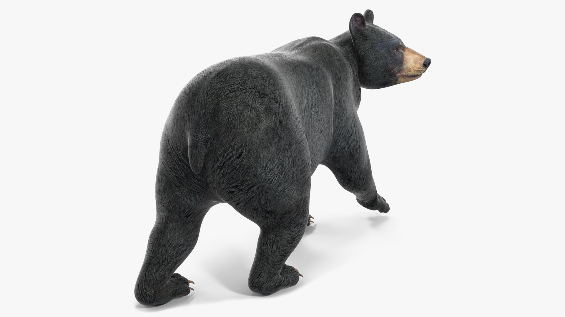 3D Black Bear in Walking Pose