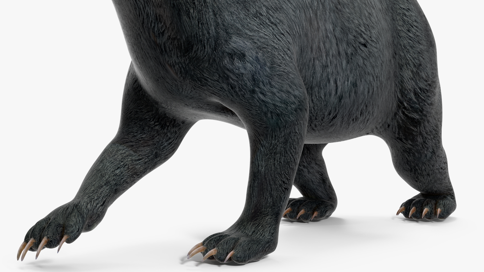 3D Black Bear in Walking Pose