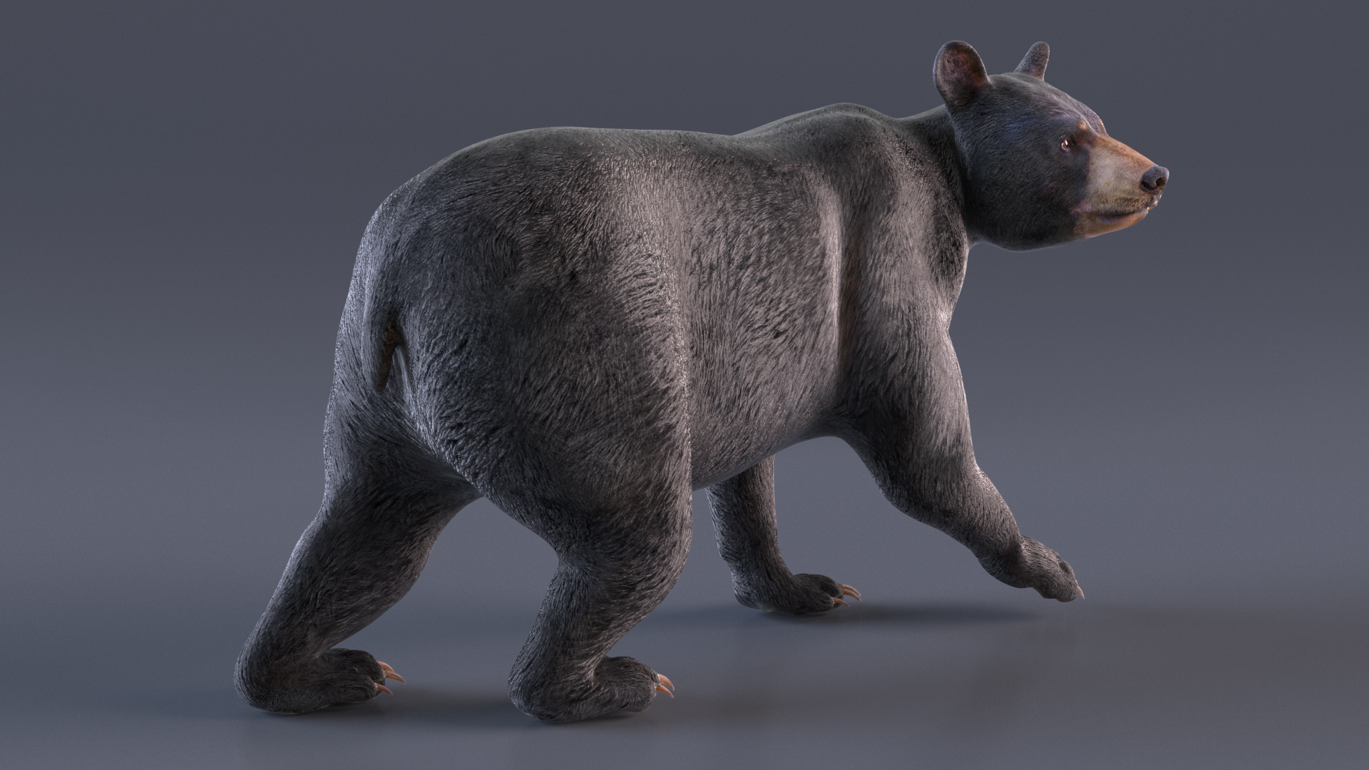 3D Black Bear in Walking Pose