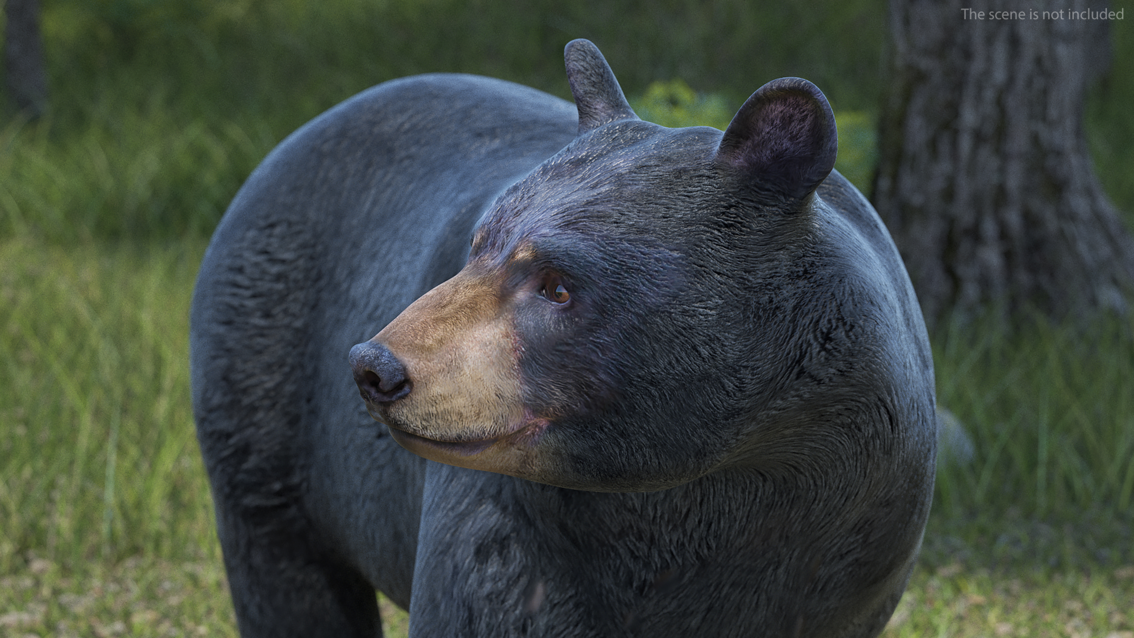 3D Black Bear in Walking Pose