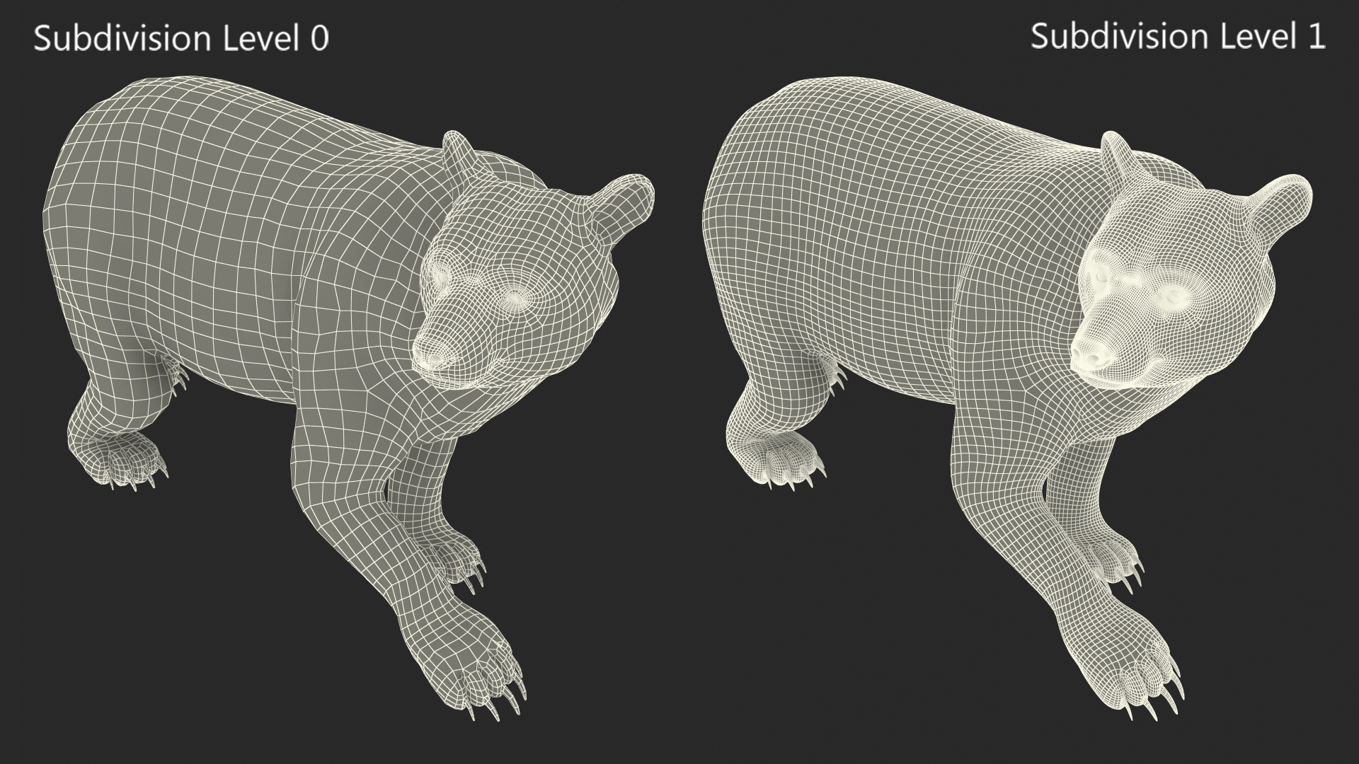 3D Black Bear in Walking Pose