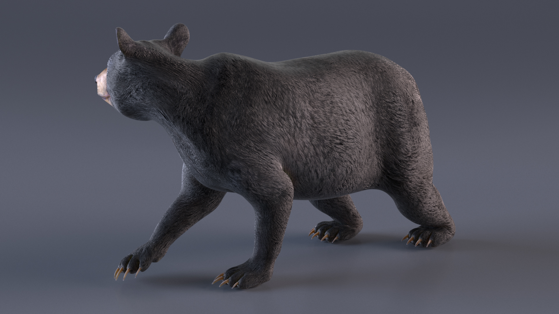 3D Black Bear in Walking Pose