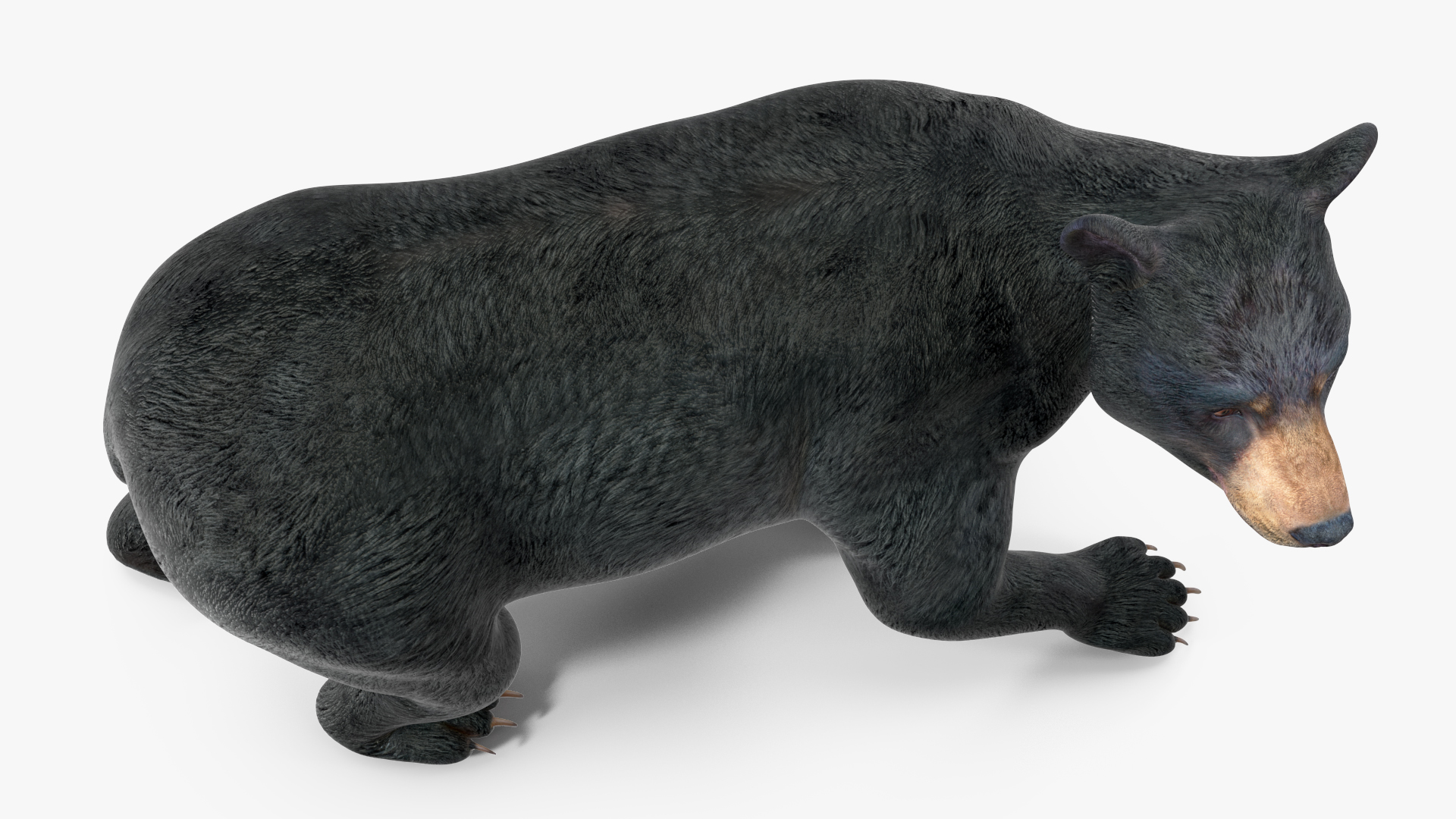 3D Black Bear in Walking Pose