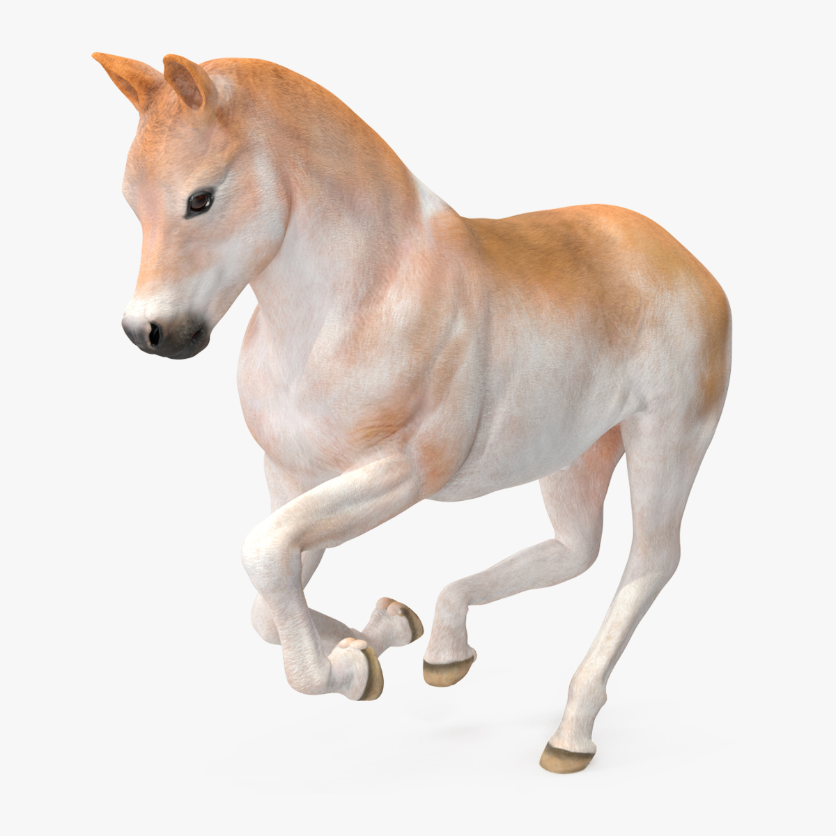 Realistic Shetland Pony Rigged for Cinema 4D 3D model