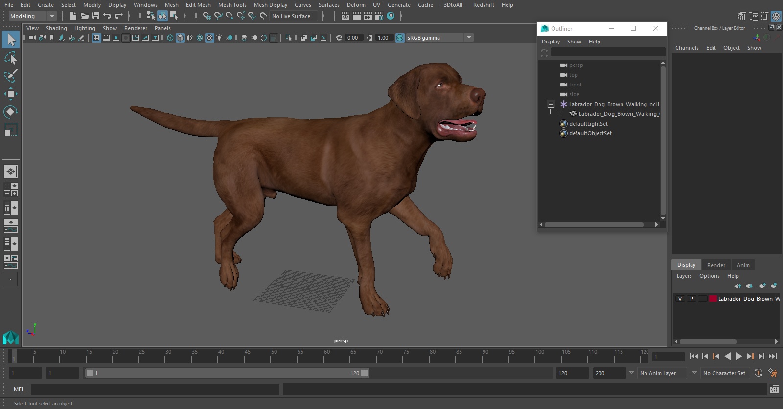 3D Labrador Dog Brown Walking