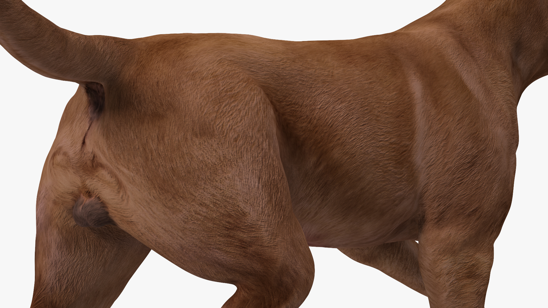 3D Labrador Dog Brown Walking