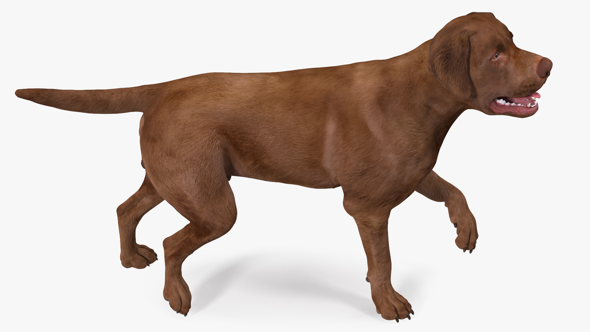 3D Labrador Dog Brown Walking