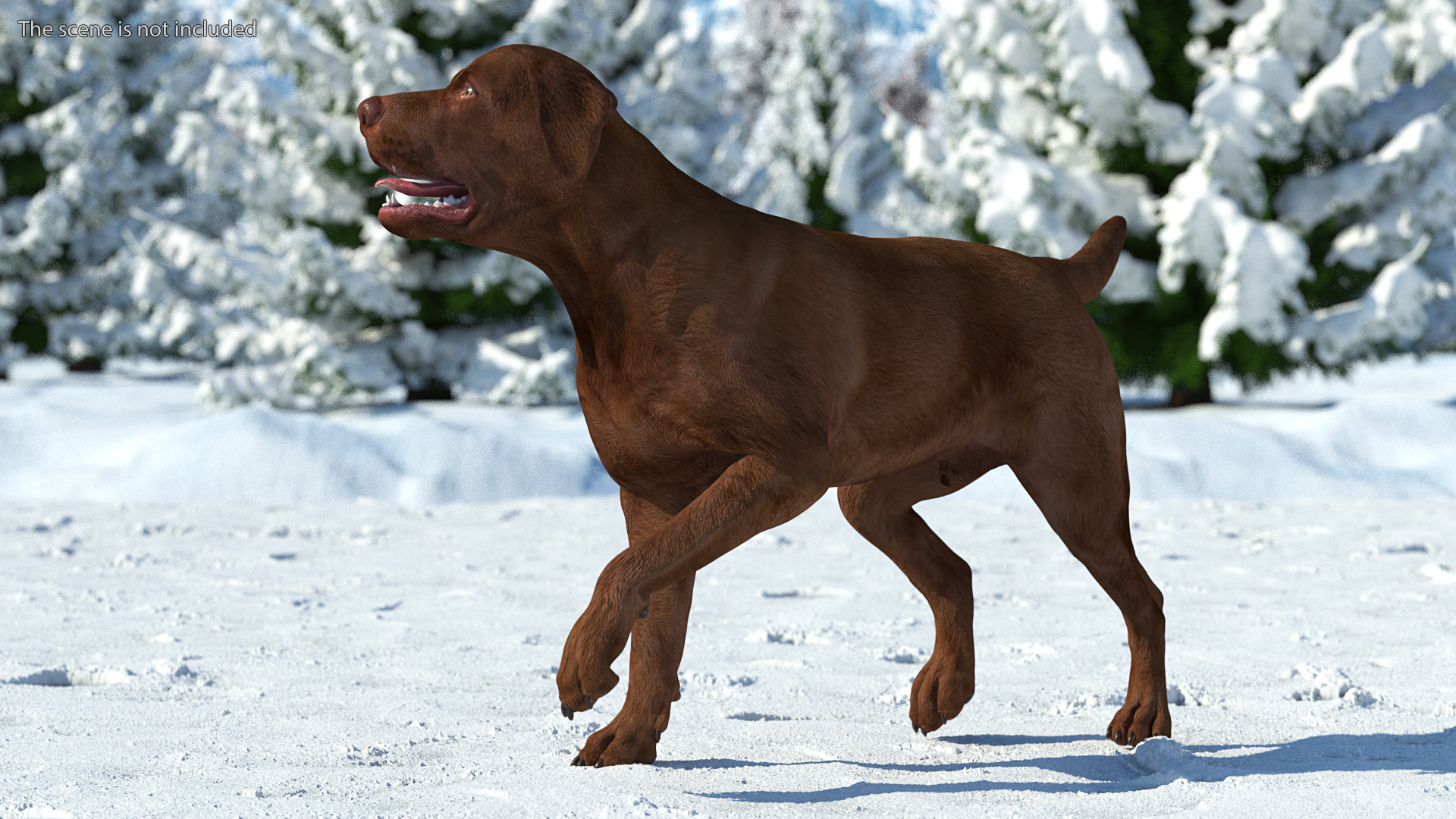 3D Labrador Dog Brown Walking