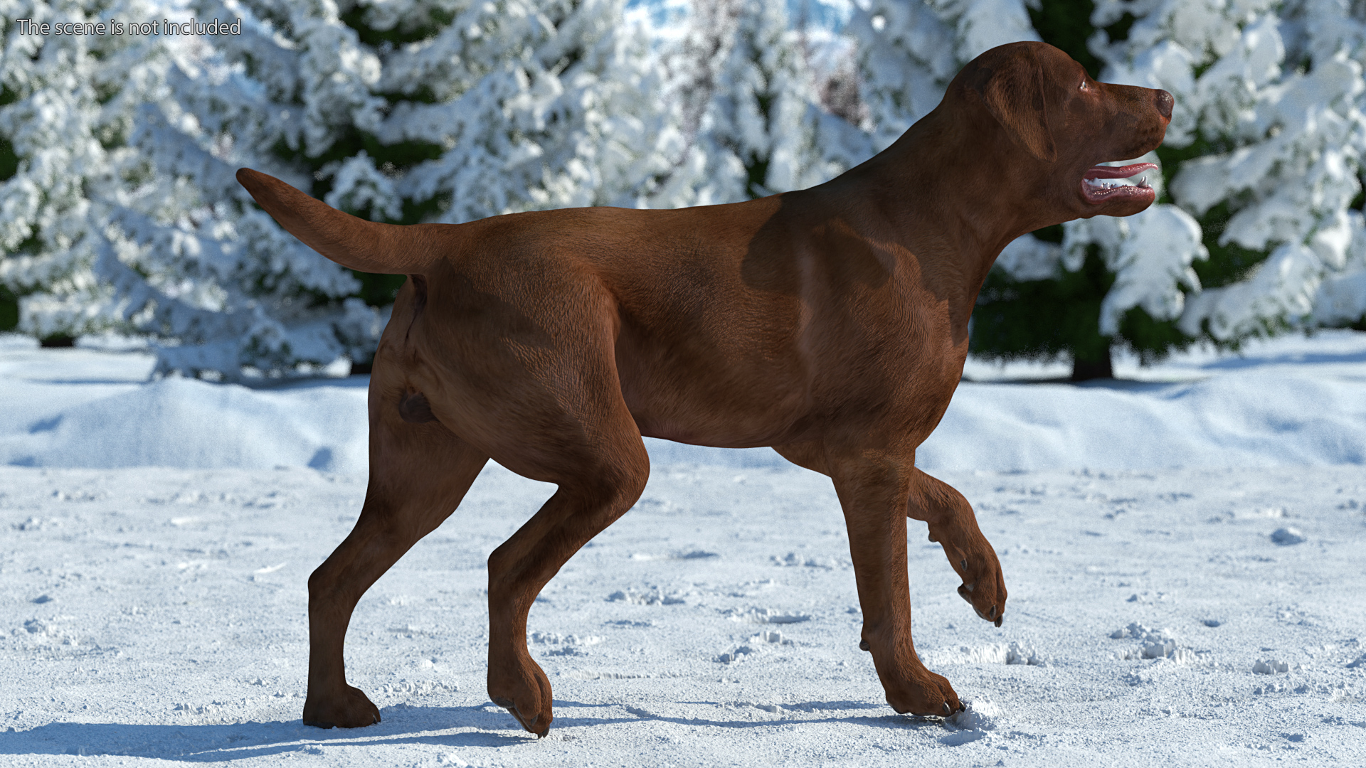 3D Labrador Dog Brown Walking