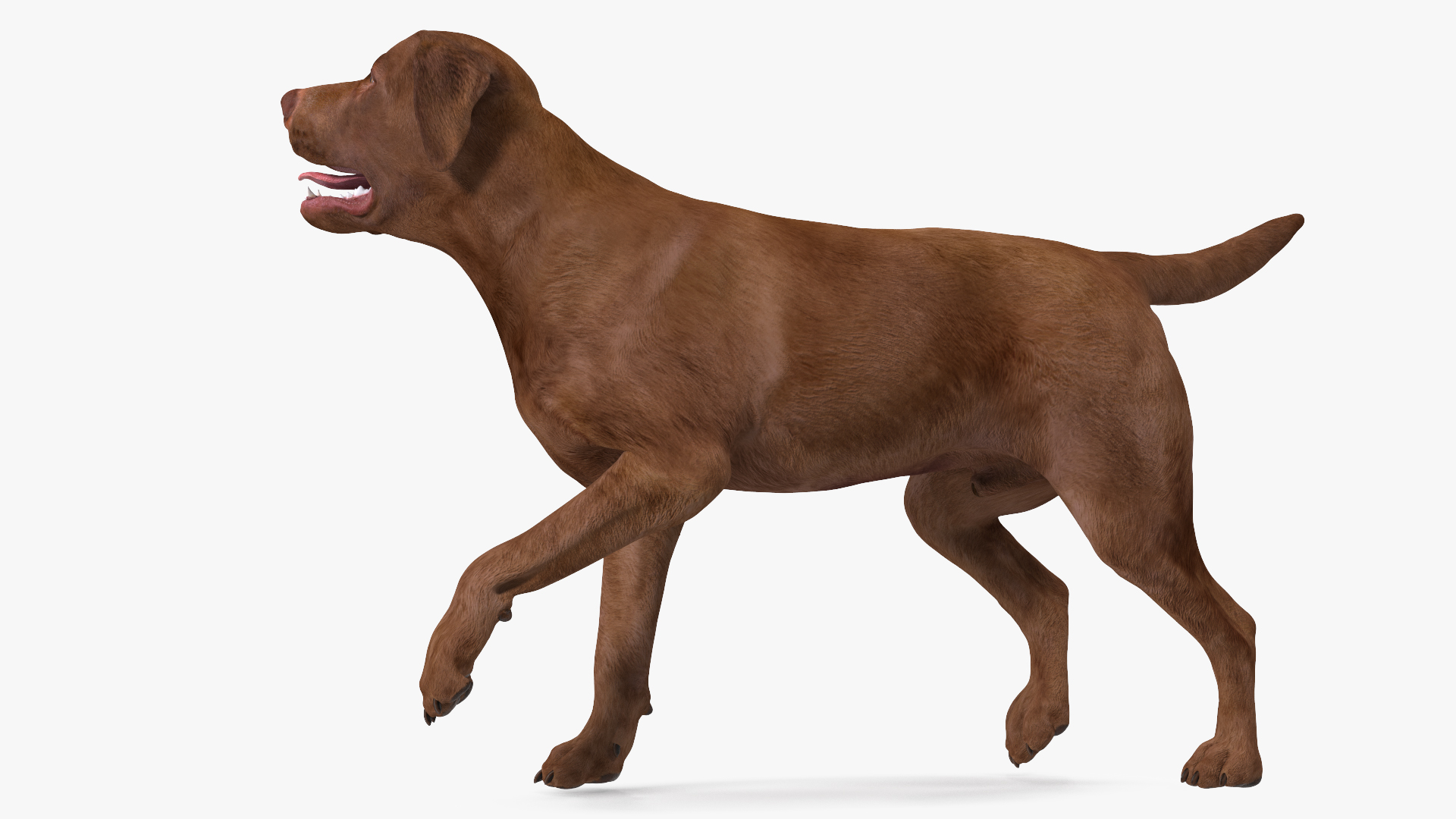 3D Labrador Dog Brown Walking