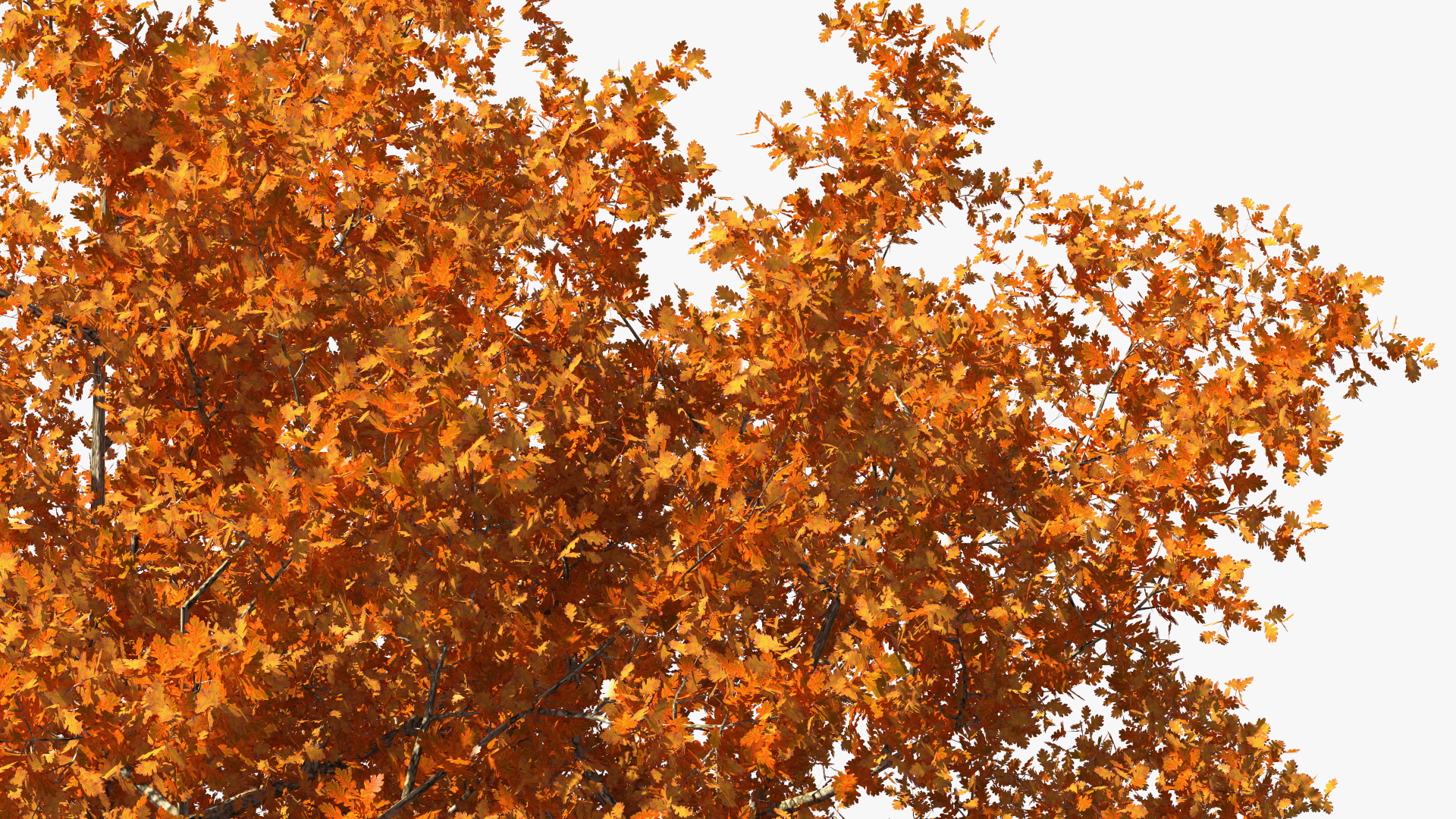 3D model Autumn Oak Tree