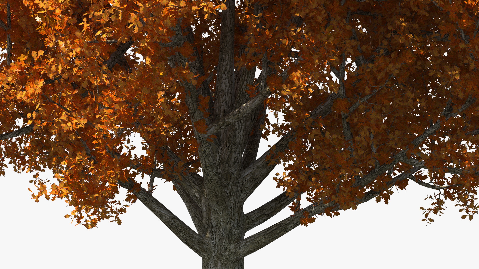 3D model Autumn Oak Tree