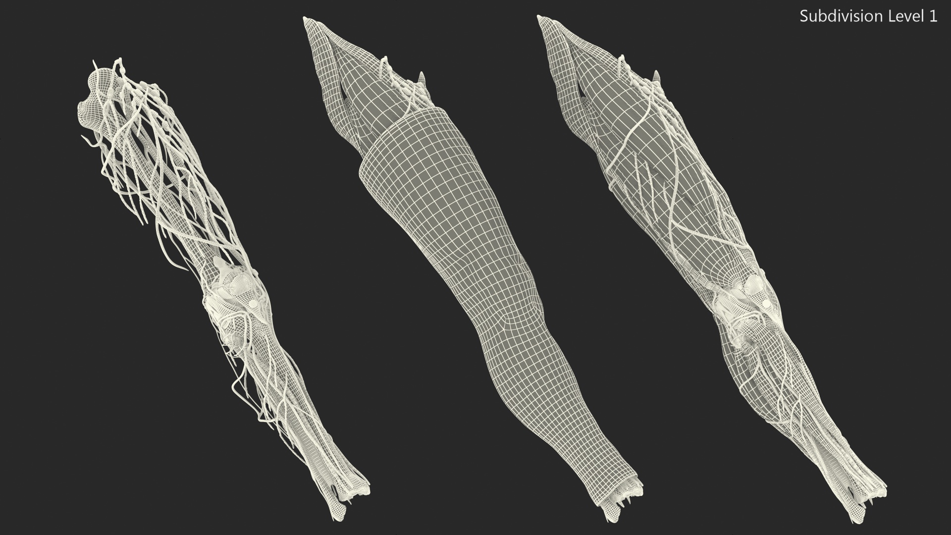 3D Knee Human Anatomy model