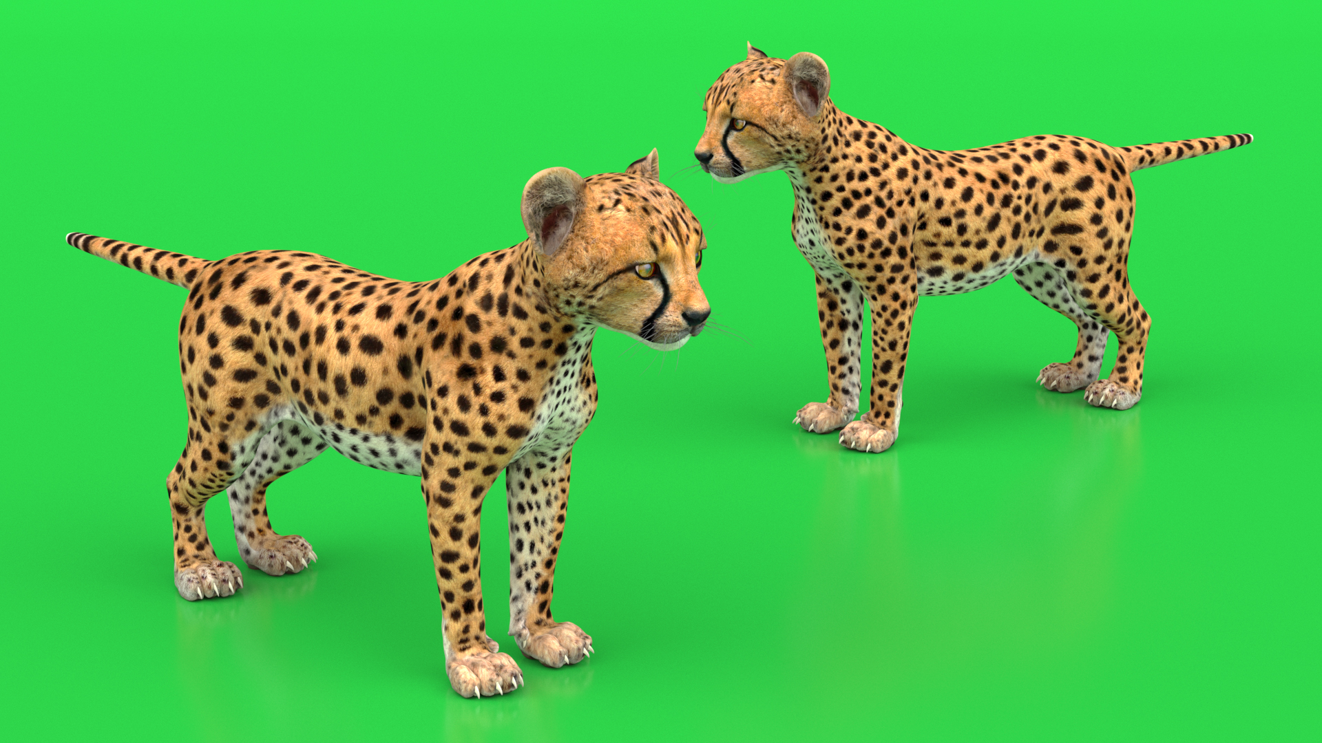 3D Cheetah Cub