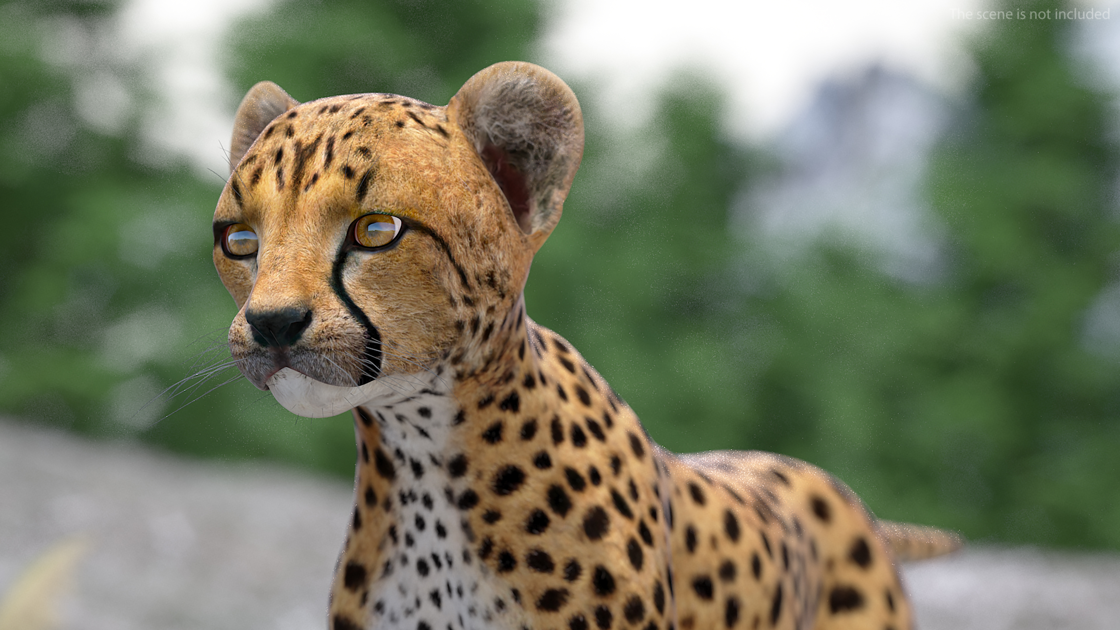 3D Cheetah Cub