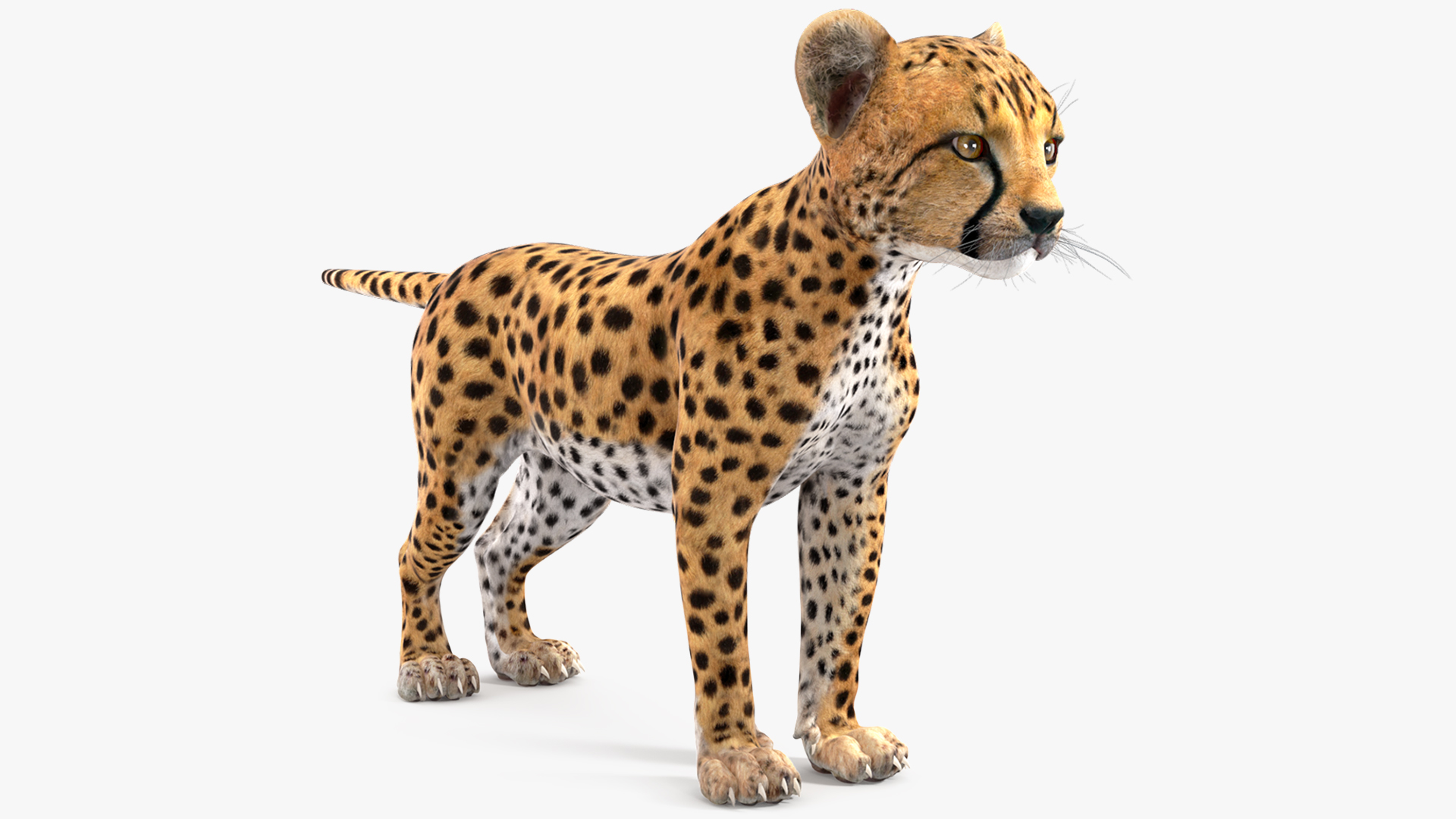 3D Cheetah Cub