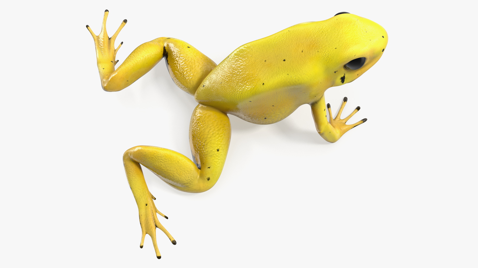 3D Golden Poison Arrow Frog Crawling Pose model