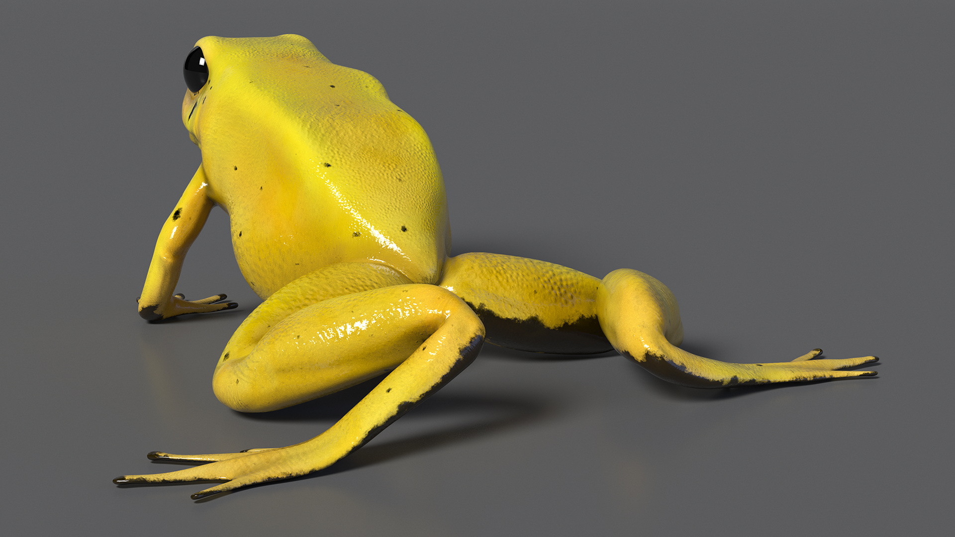 3D Golden Poison Arrow Frog Crawling Pose model