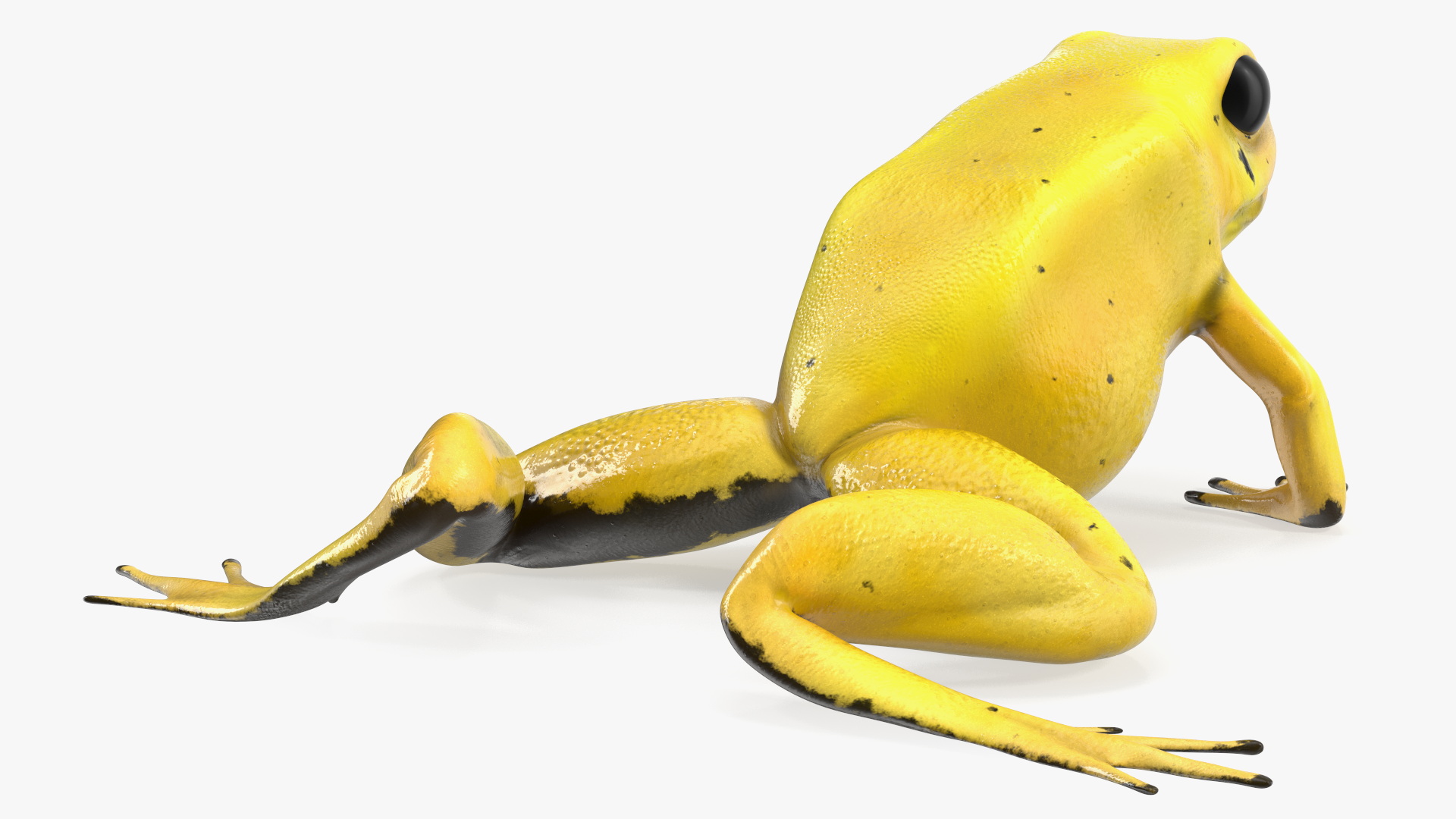 3D Golden Poison Arrow Frog Crawling Pose model