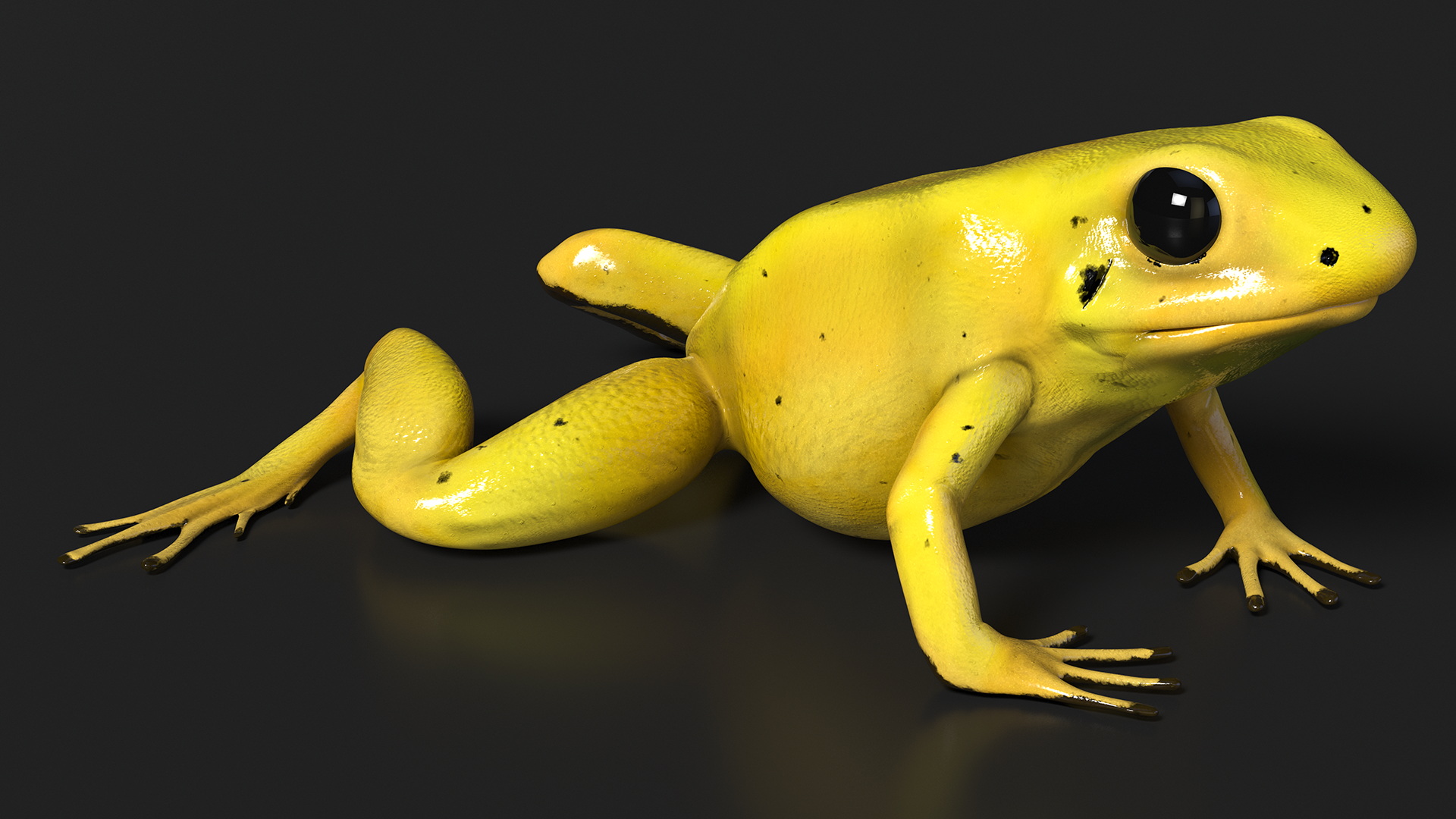 3D Golden Poison Arrow Frog Crawling Pose model