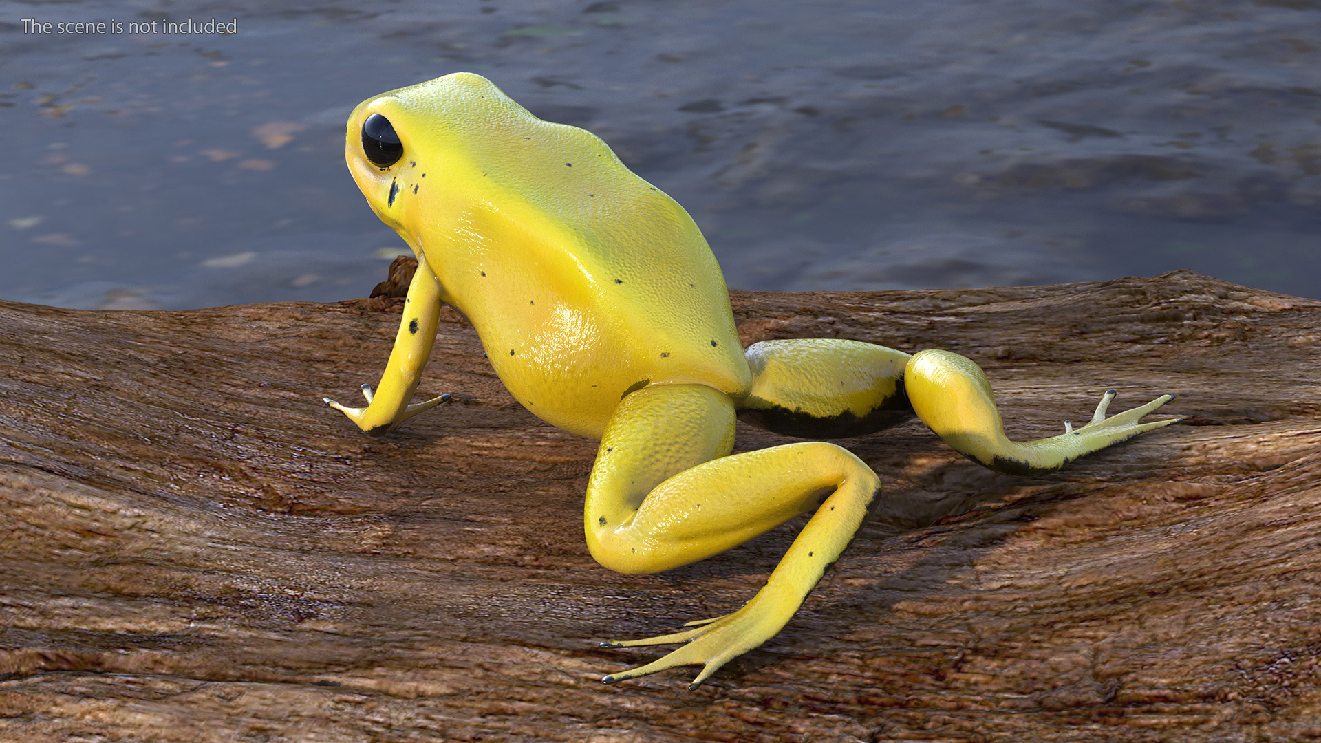 3D Golden Poison Arrow Frog Crawling Pose model