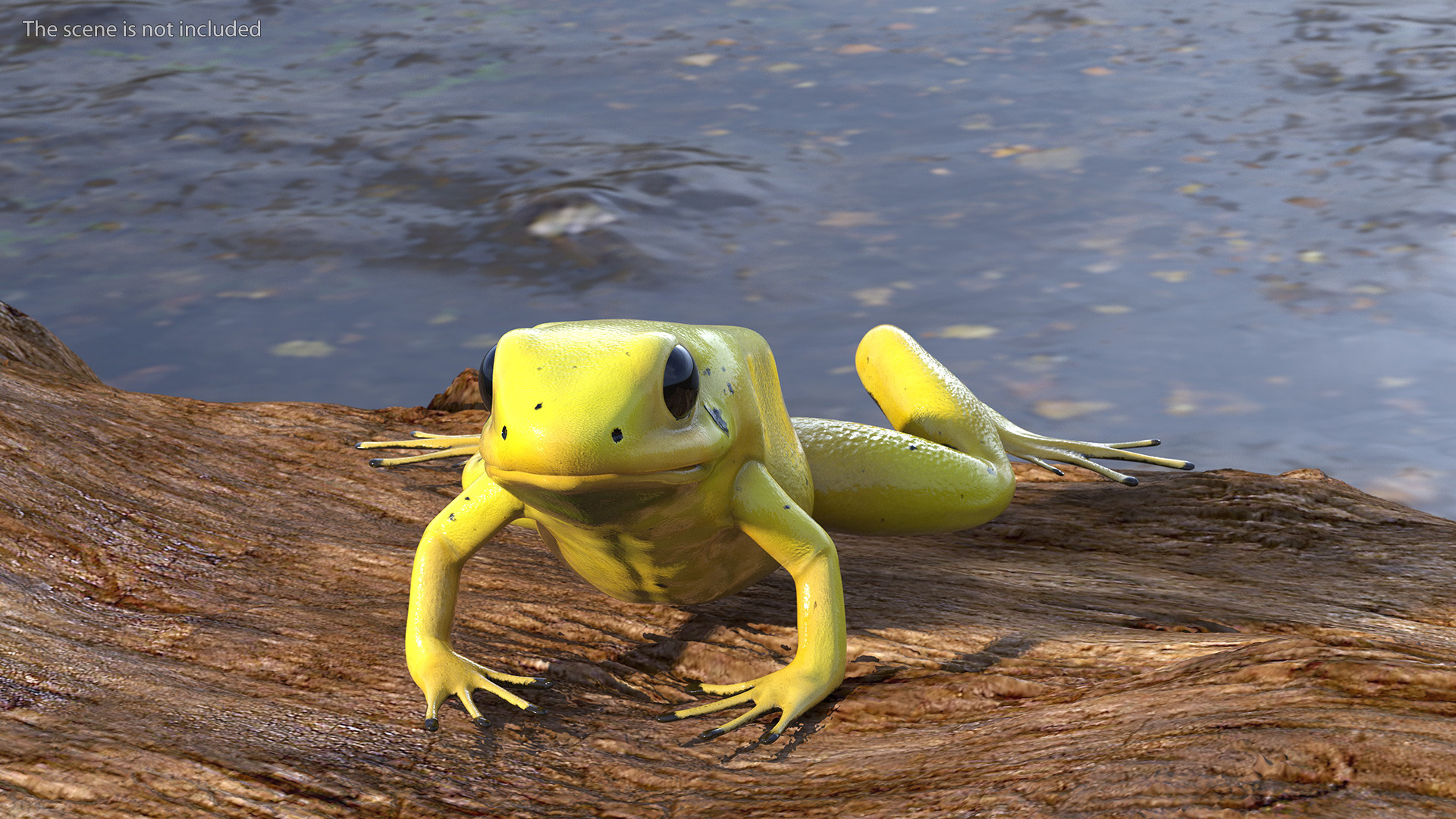 3D Golden Poison Arrow Frog Crawling Pose model