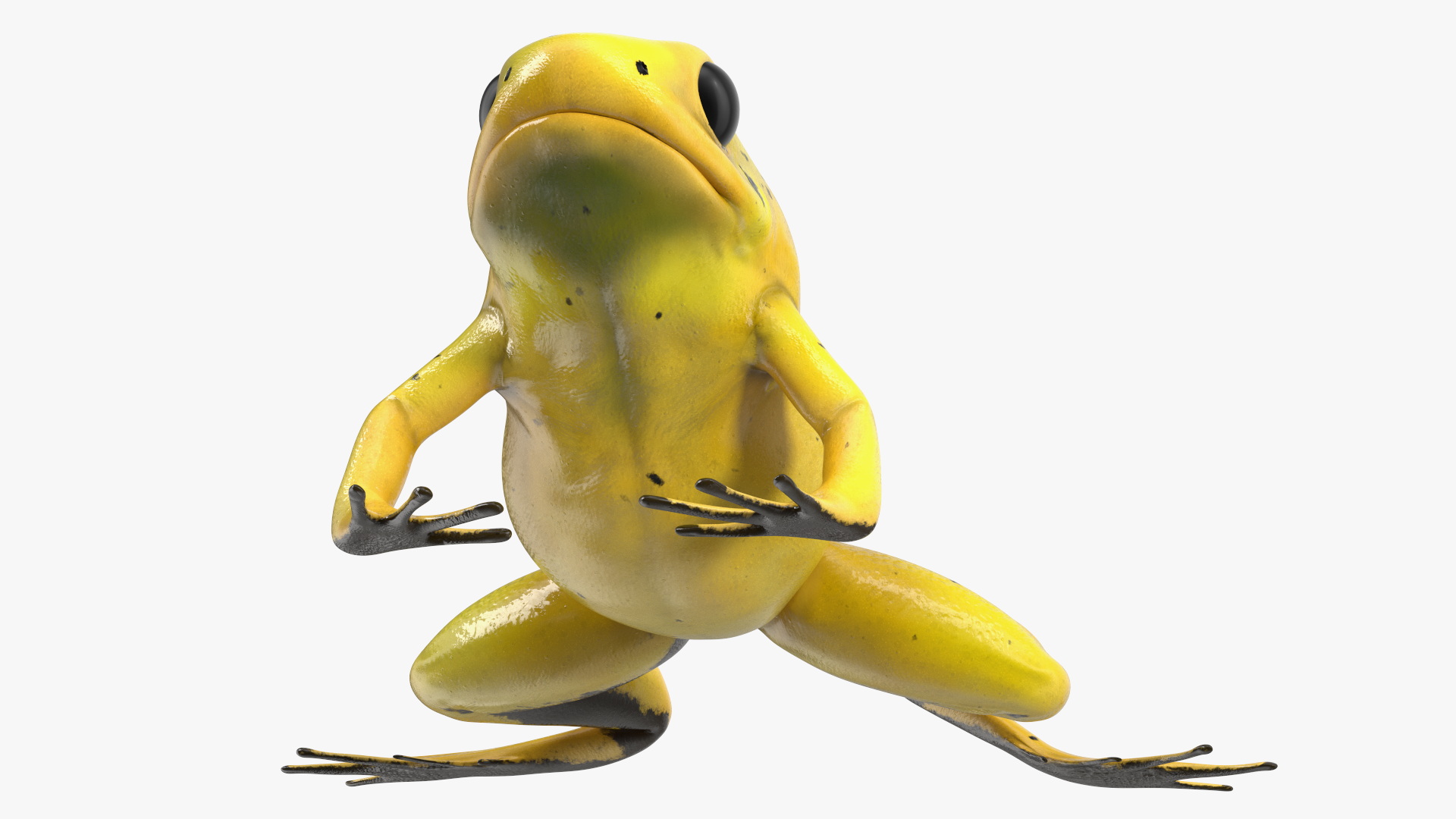 3D Golden Poison Arrow Frog Crawling Pose model