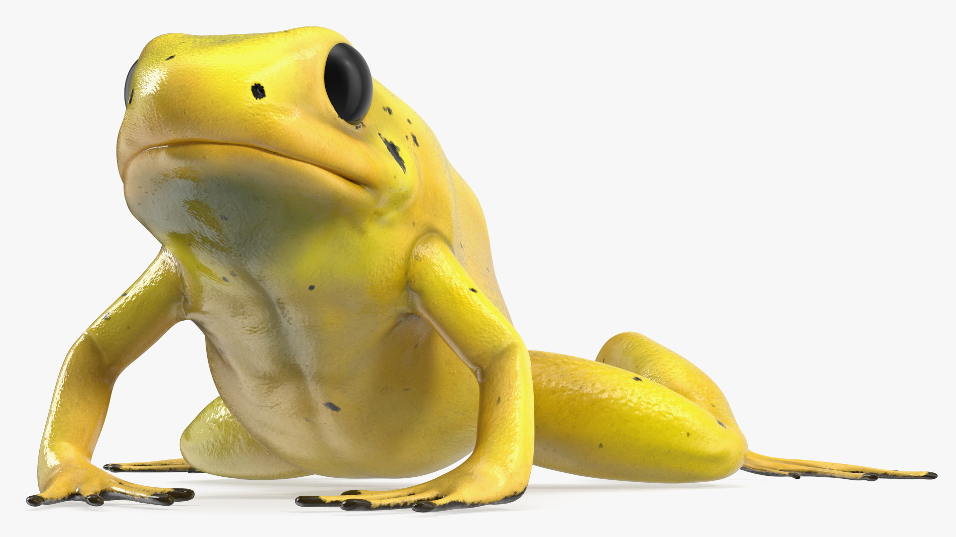 3D Golden Poison Arrow Frog Crawling Pose model