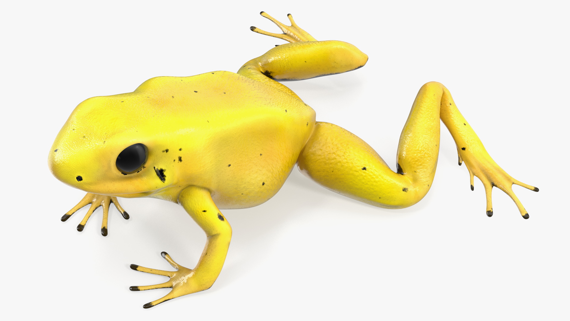 3D Golden Poison Arrow Frog Crawling Pose model