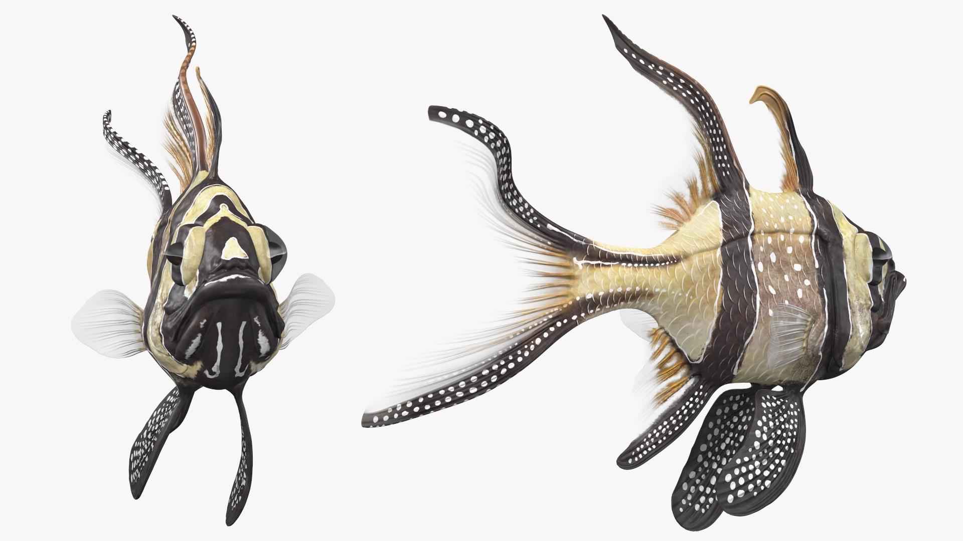 Banggai Cardinalfish Swimming Pose 3D model