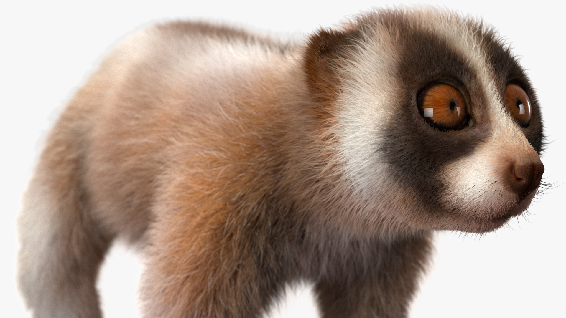 Lemur Bengal Slow Loris Fur 3D