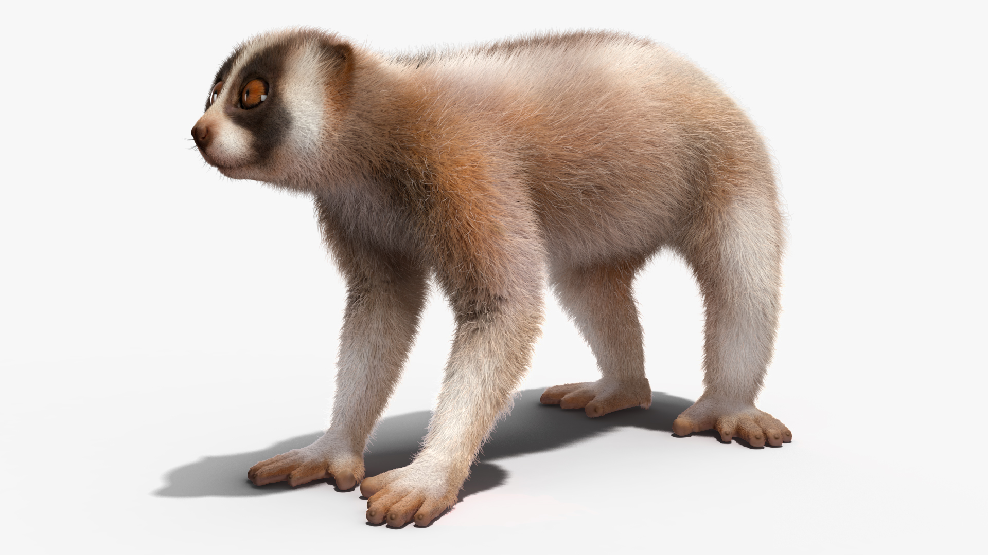 Lemur Bengal Slow Loris Fur 3D