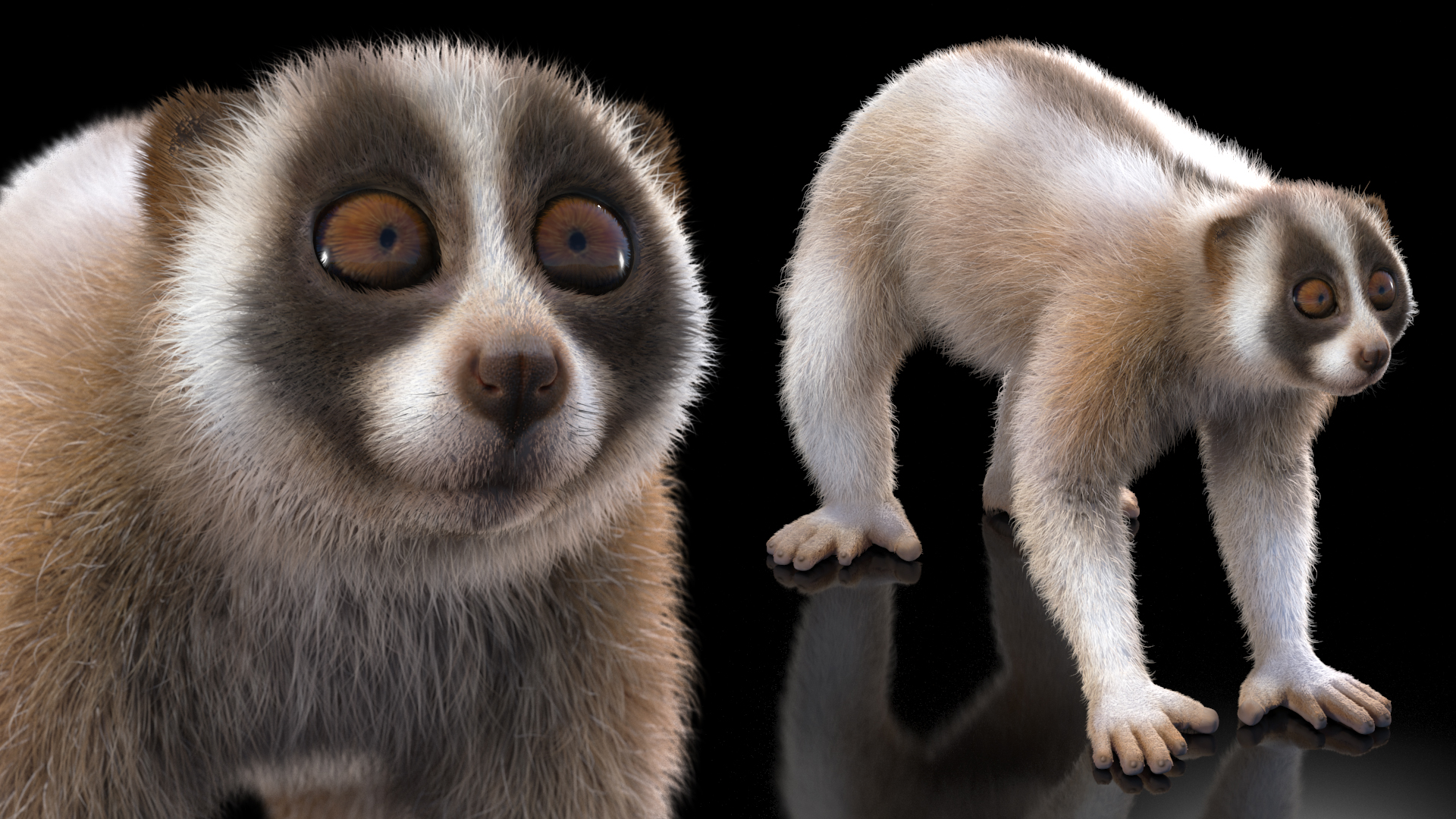 Lemur Bengal Slow Loris Fur 3D